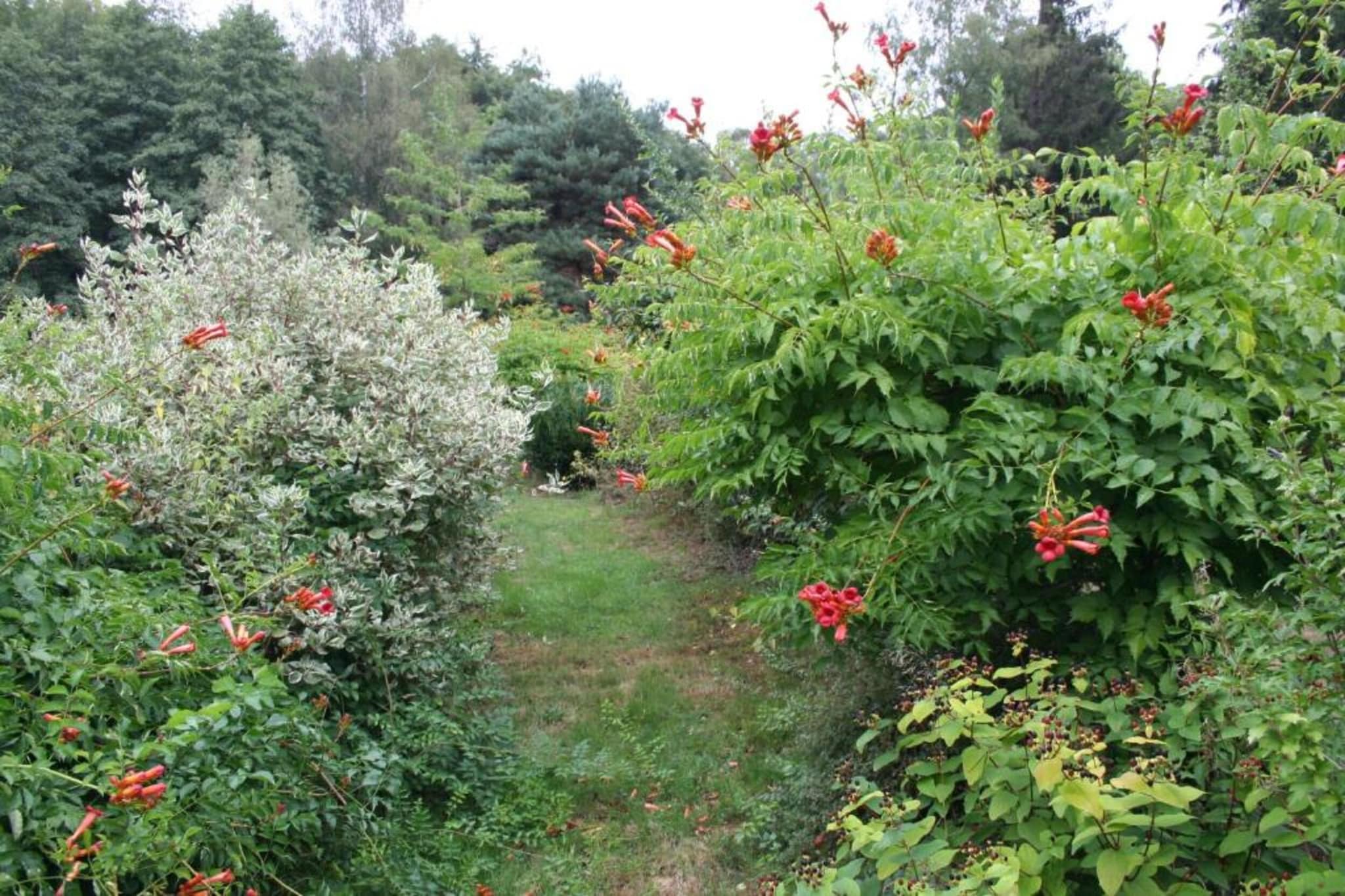 Maison de vacances - LA CHAPELLE-AUX-BOIS-Gebieden zomer 5km