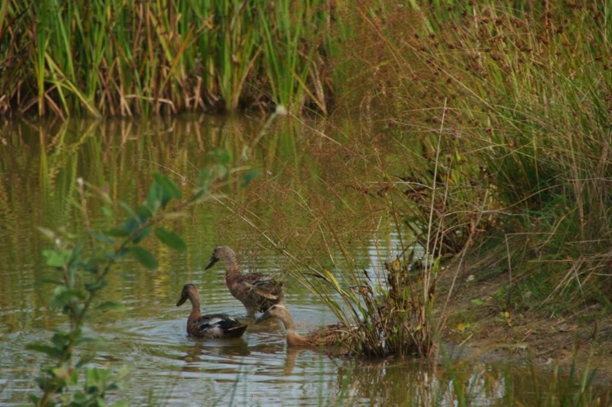 Maison mitoyenne dans un parc animalier proche mer-Gebieden zomer 20km