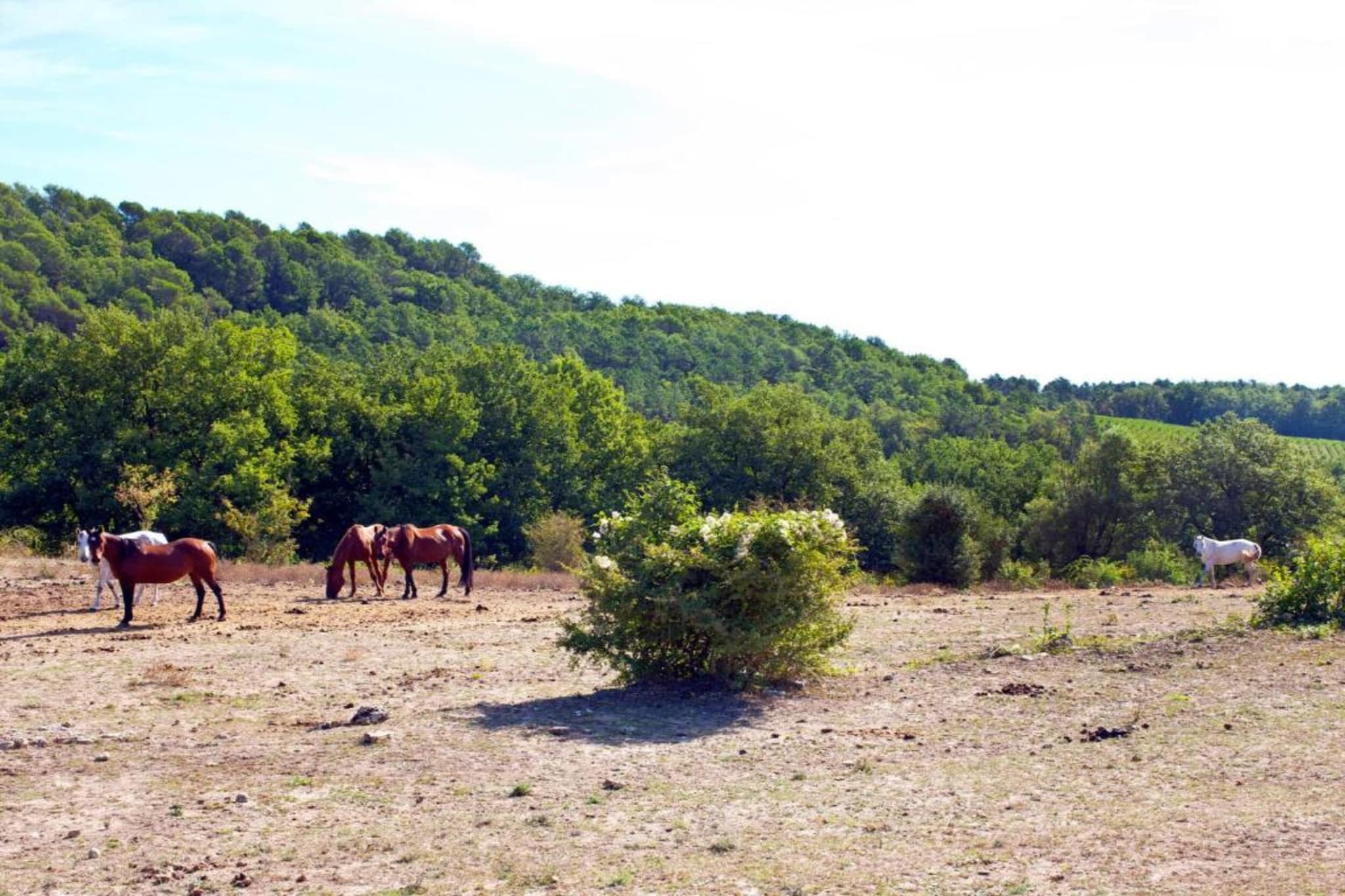 Domaine de Fayence 4-Gebieden zomer 20km