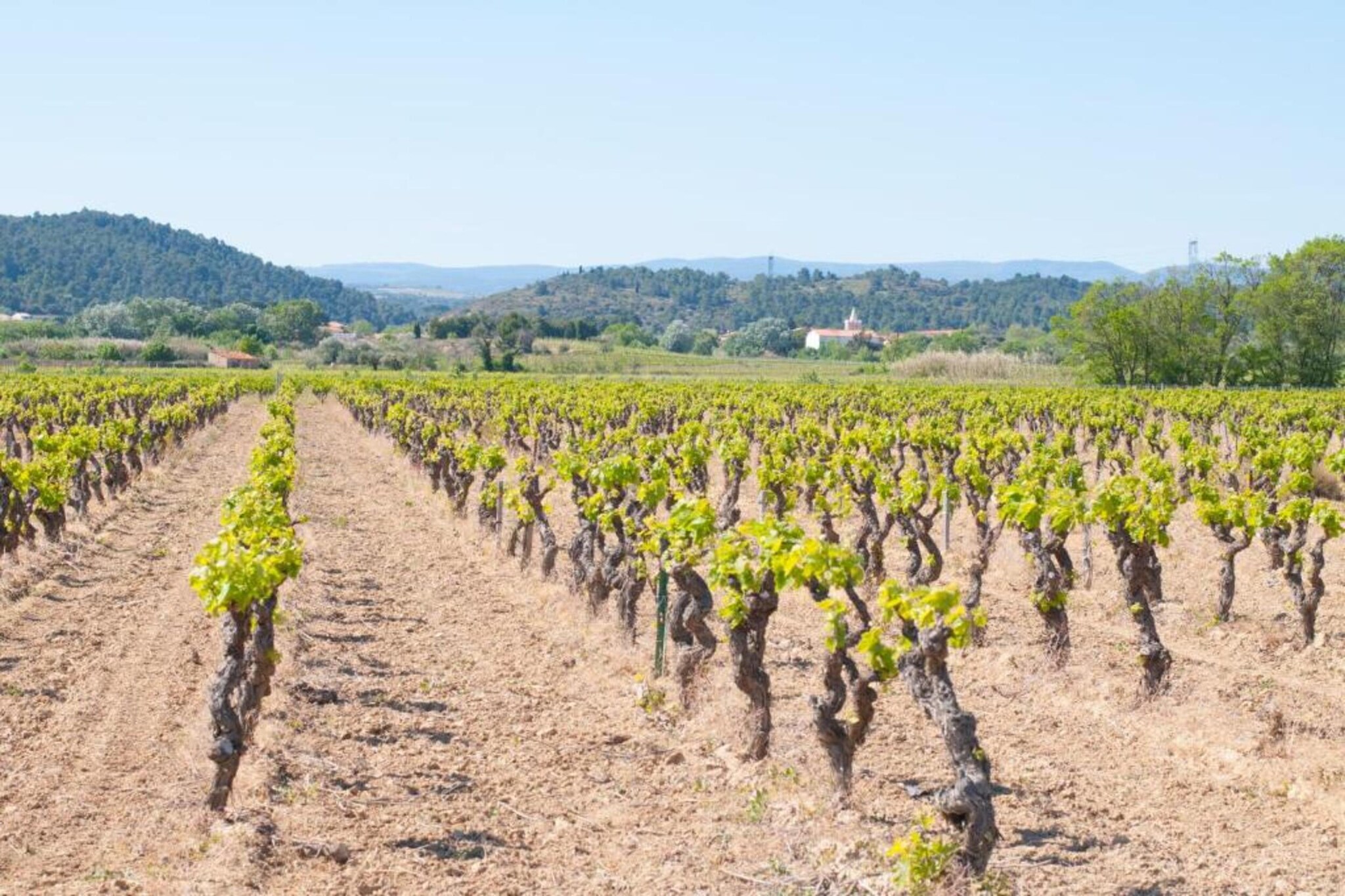Montbrun-des-Corbières-Gebieden zomer 20km
