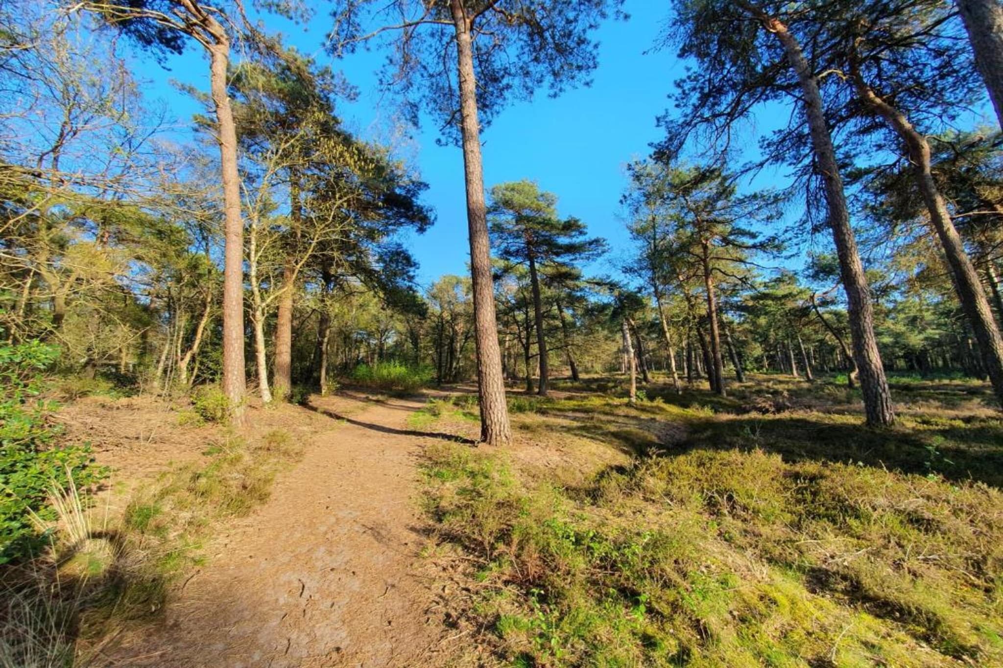 Vakantiepark de Vossenburcht 2-Gebiete Sommer 20 km
