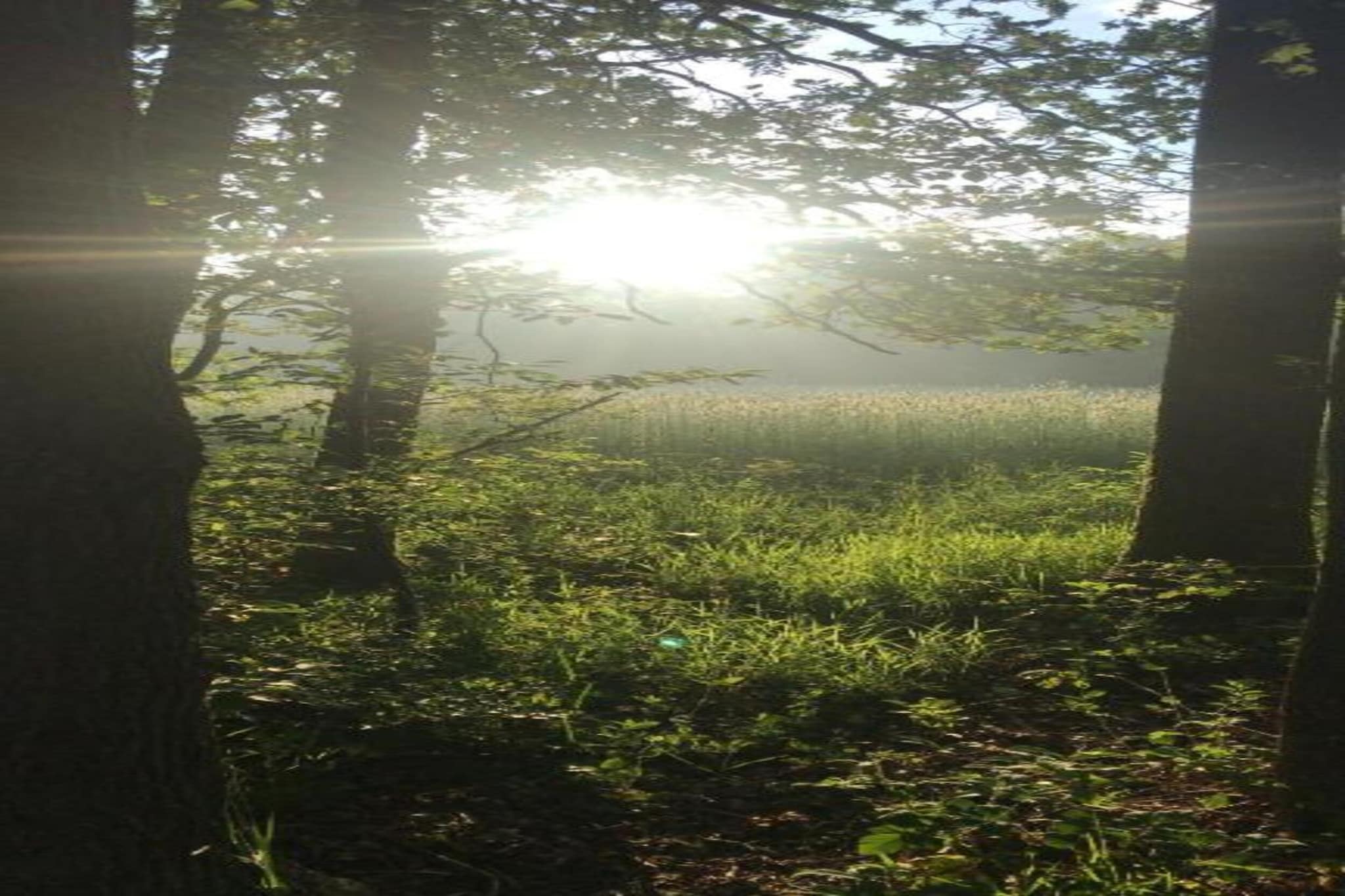 Vakantiepark de Vossenburcht 2-Gebiete Sommer 20 km