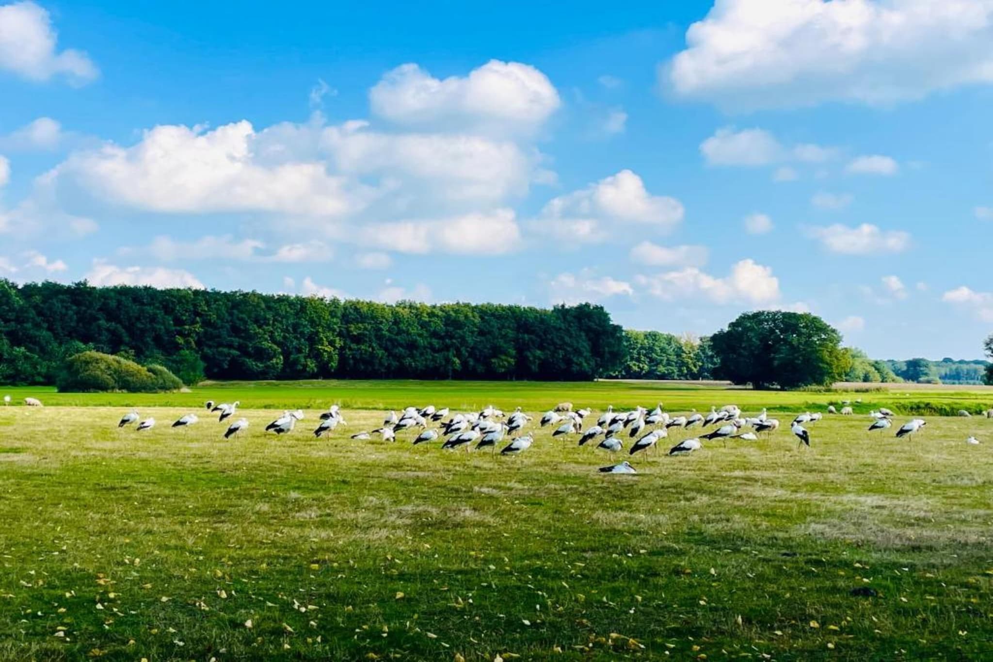 Vakantiepark de Vossenburcht 2-Gebiete Sommer 20 km