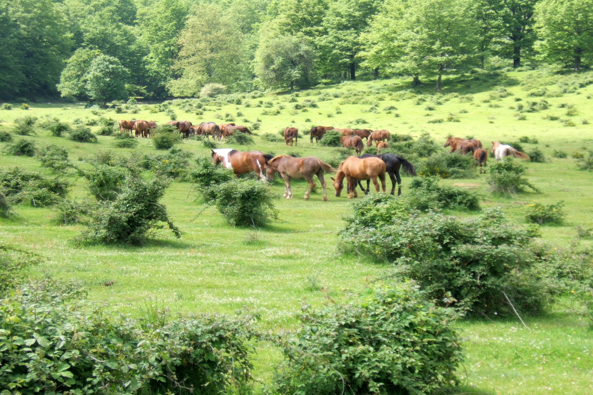 Pino-Areas summer 20km