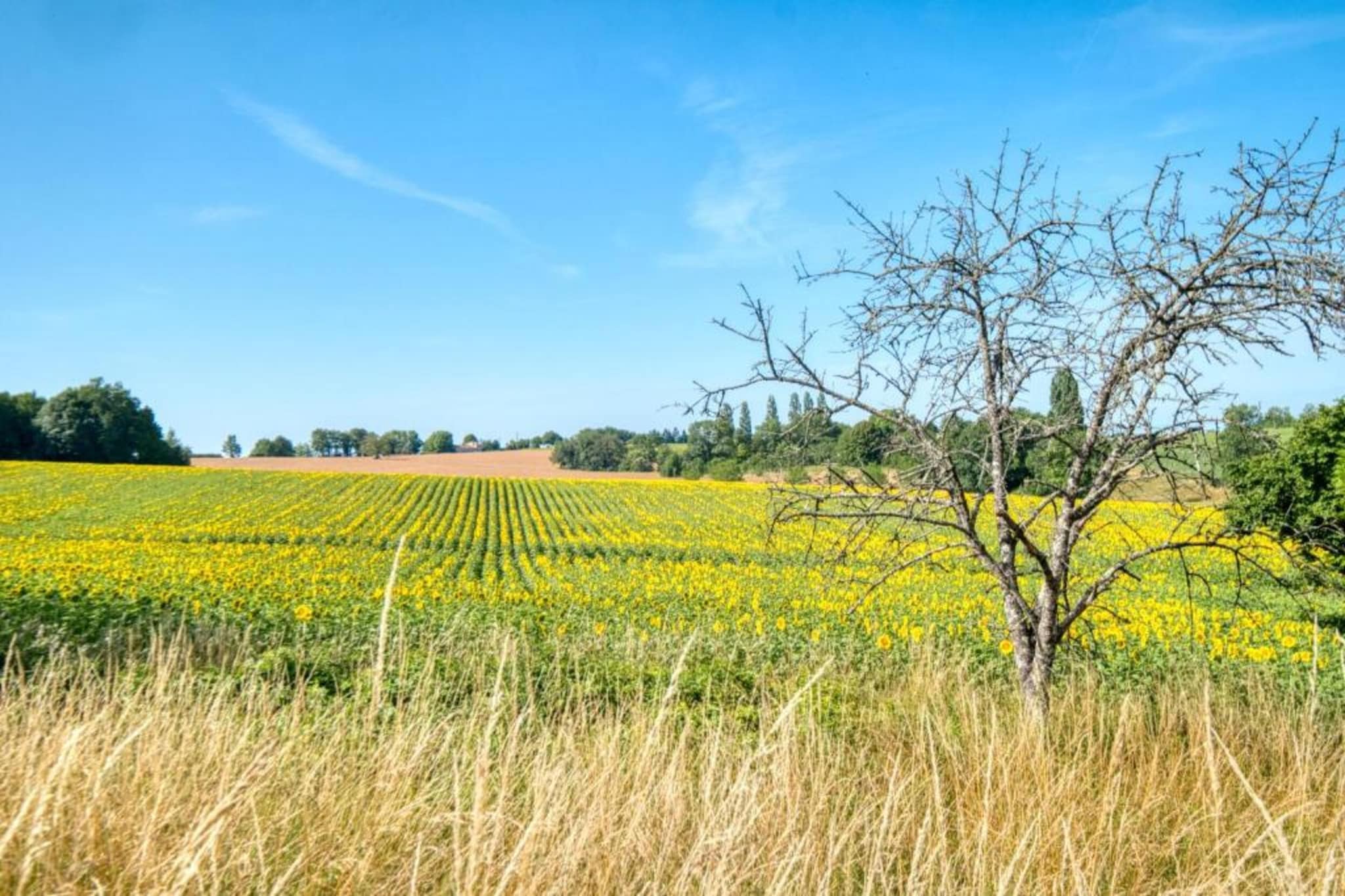 Maison de vacances Lusignac gastverblijf-Gebieden zomer 5km