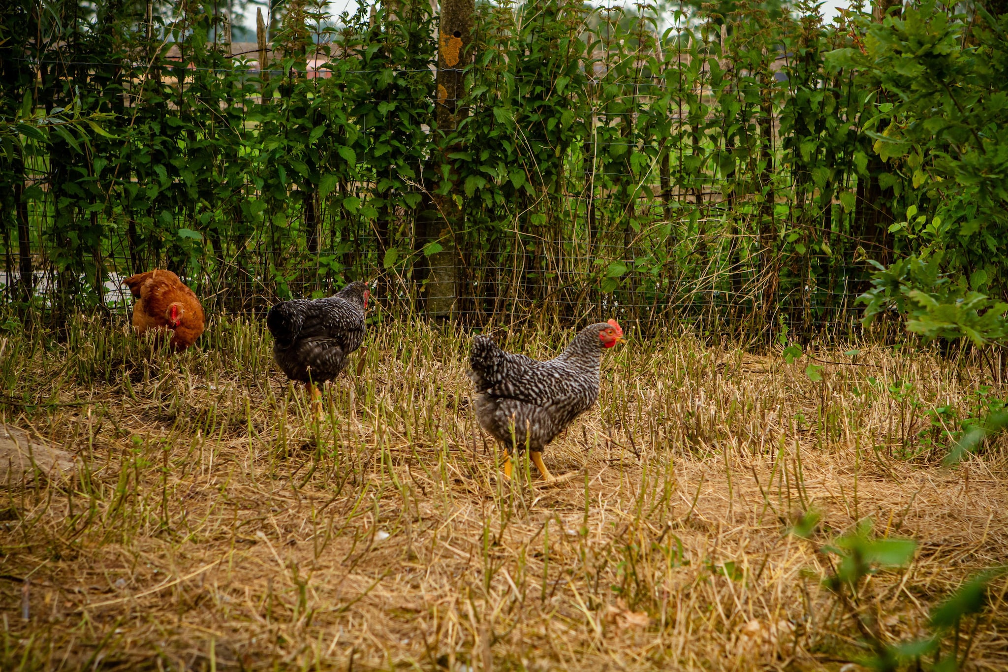 Casteeldoorn-Gebieden zomer 1km