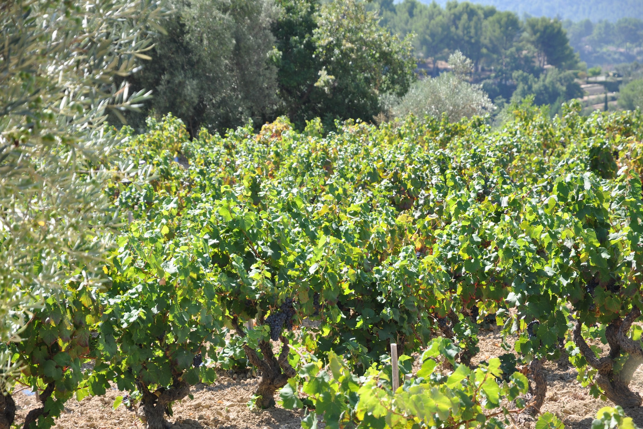Villa Vida-Sfeer