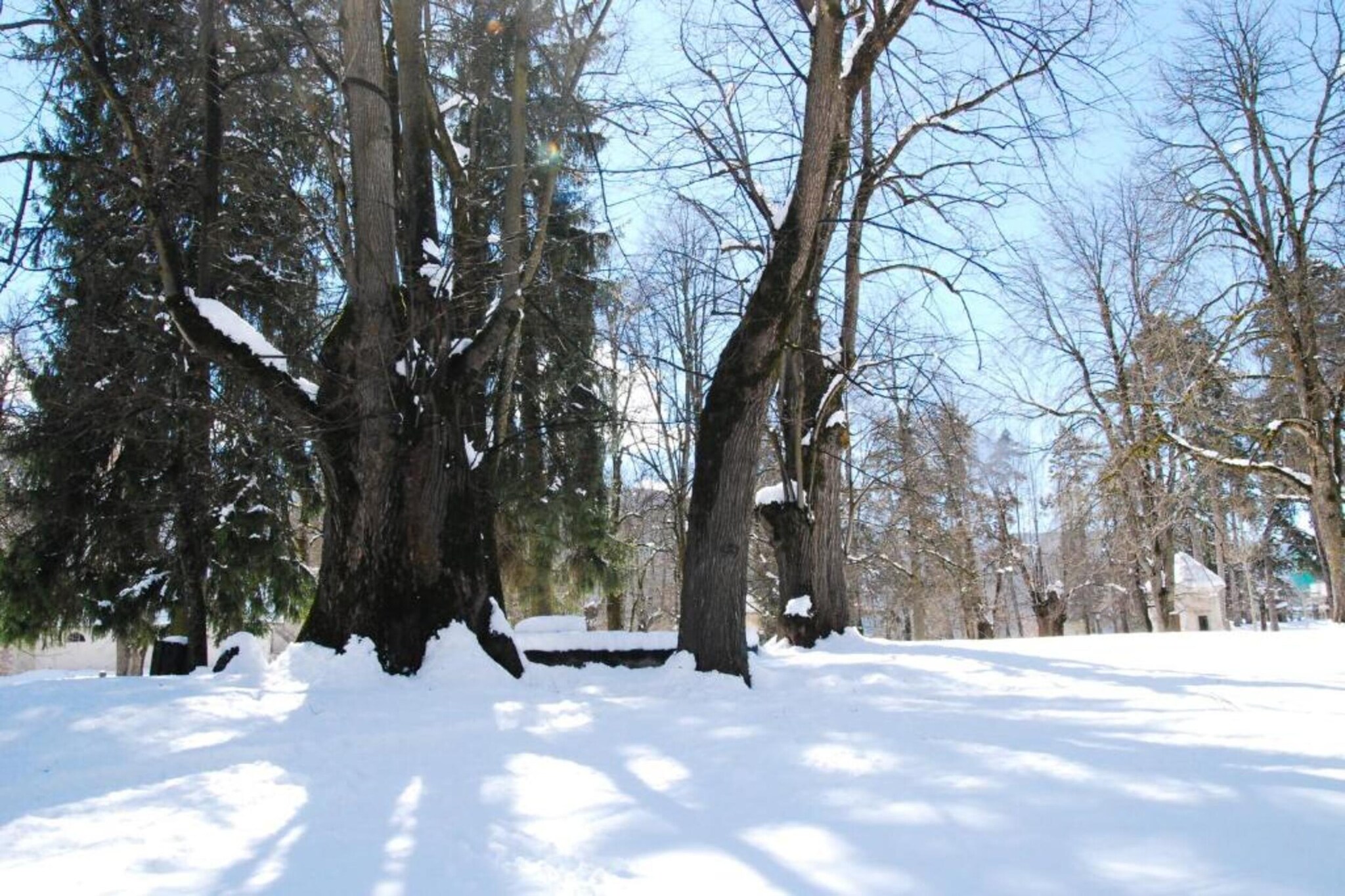 Negritella Quadri Sette-Gebied winter 20km