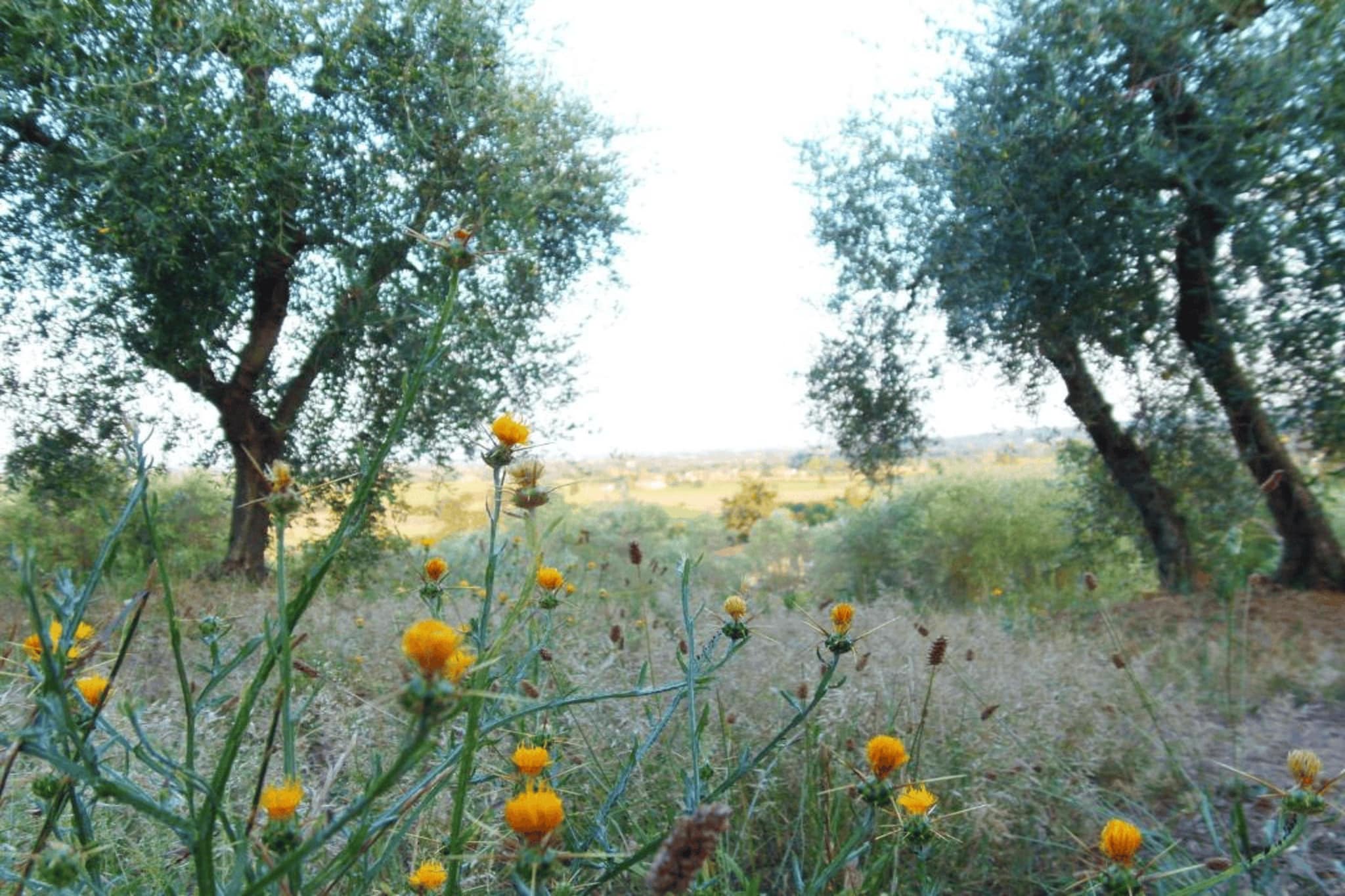 Mandorlo-Areas summer 20km