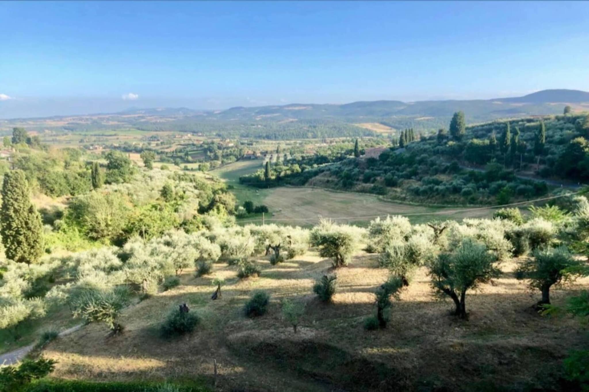Paulonia-Gebieden zomer 20km