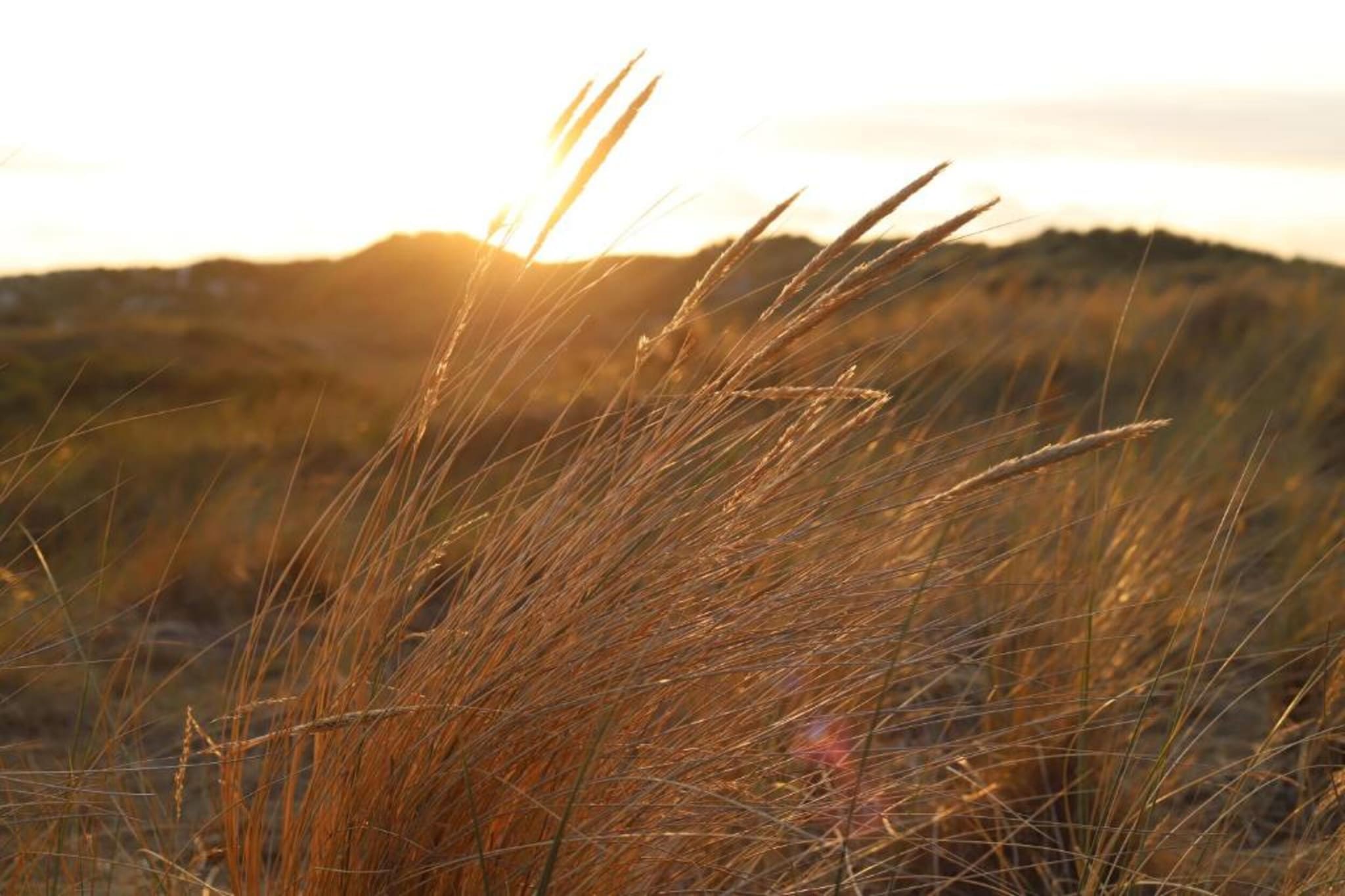 Duindroom op Terschelling-Gebiete Sommer 20 km