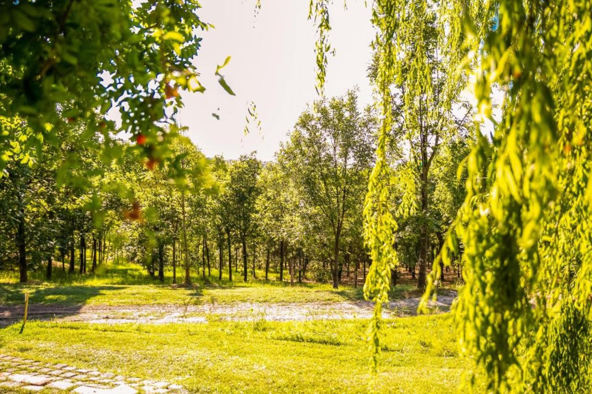 Fratello Campo-Gebiete Sommer 5 km