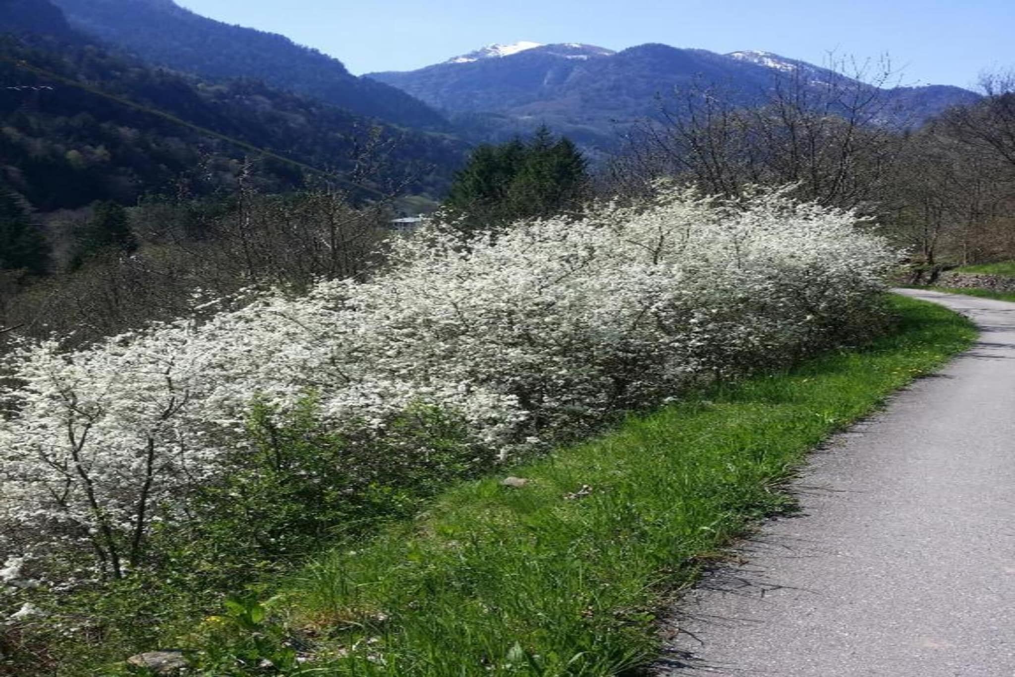 Ronco Frati-Gebieden zomer 20km