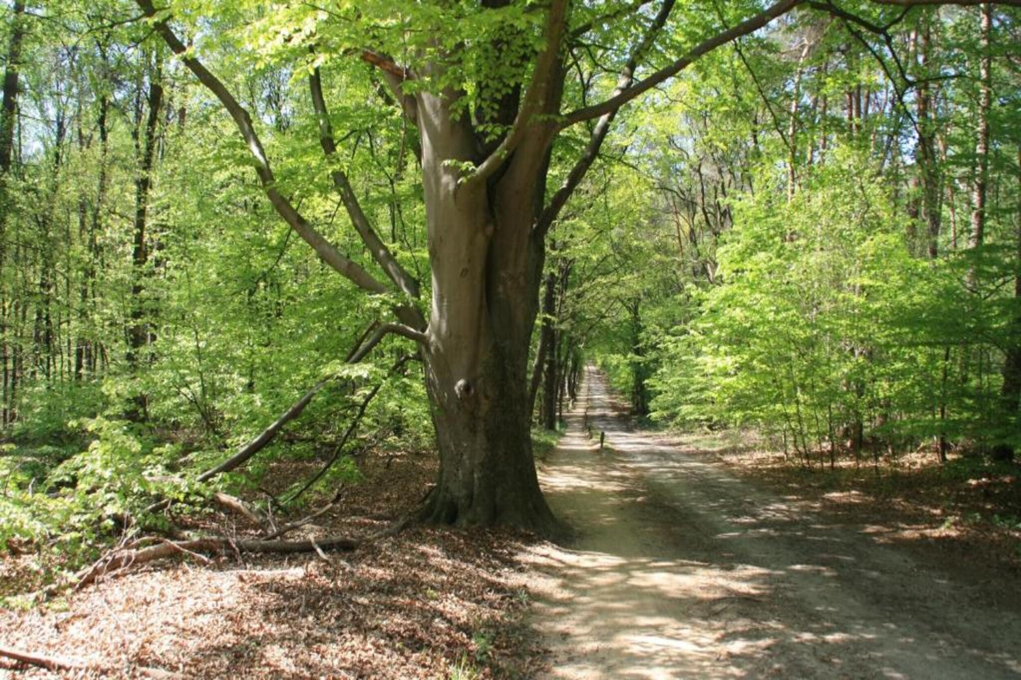 Chaletpark Kuiperberg 4-Gebieden zomer 5km