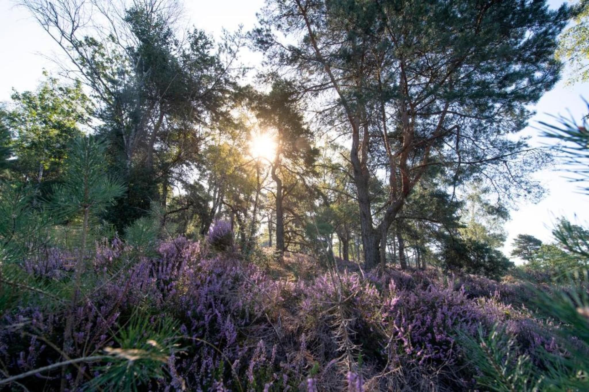 Buitenplaats Holten 1-Areas summer 5km