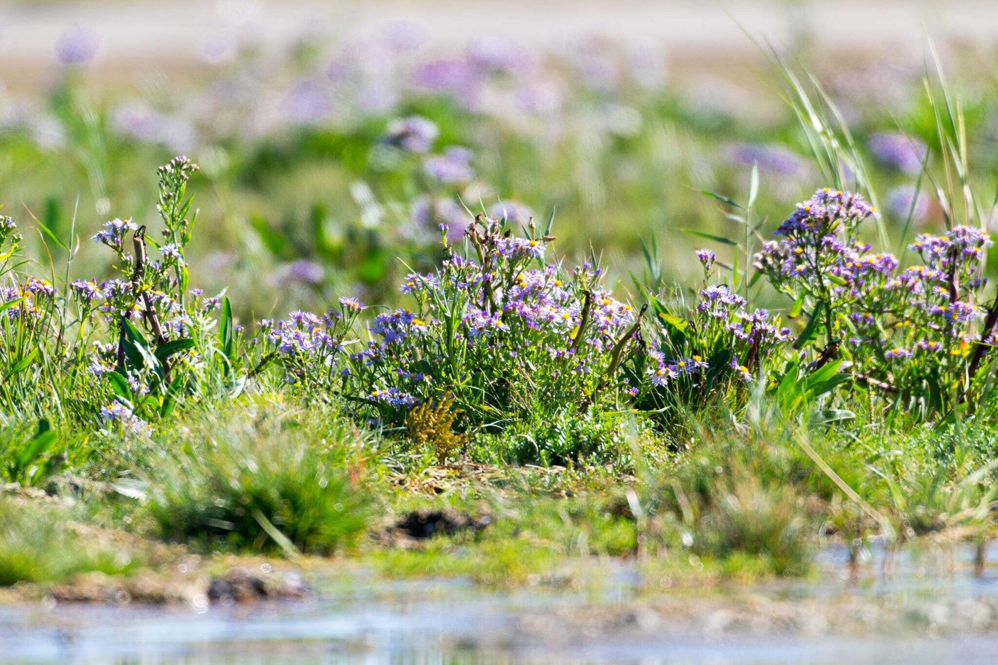 Cozy Sauna House with BBQ - By Traum Ferienwohnungen