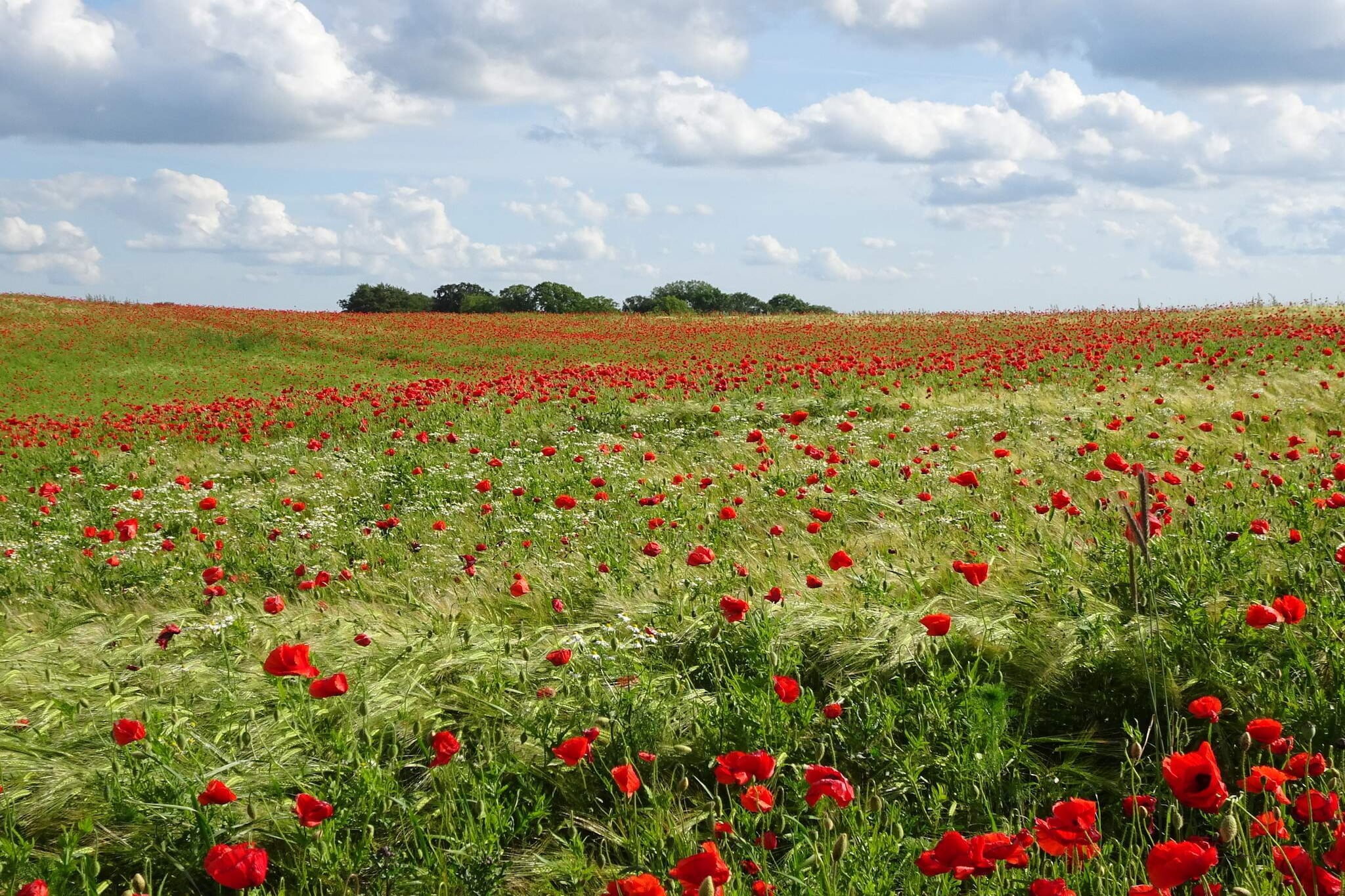 Internet Access DSL, Sitting room(double folding bed), open kitchen(cooker(electric), hood, coffee machine, microwave, dishwasher, fridge-freezer, washing machine), Living/bed room(TV(satellite), video, CD player, stereo unit, cot, high chair), bedroom(double bed), bedroom(double bed), bedroom(2x single bed), bathroom(floor heating)(bathtub or shower, washbasin, toilet), bathroom(floor heating)(washbasin, toilet), Bubble bath(indoor, 2 persons), sauna(indoor, heated), heating(electric), terrace, garden furniture, play equipment, air to air heatpump