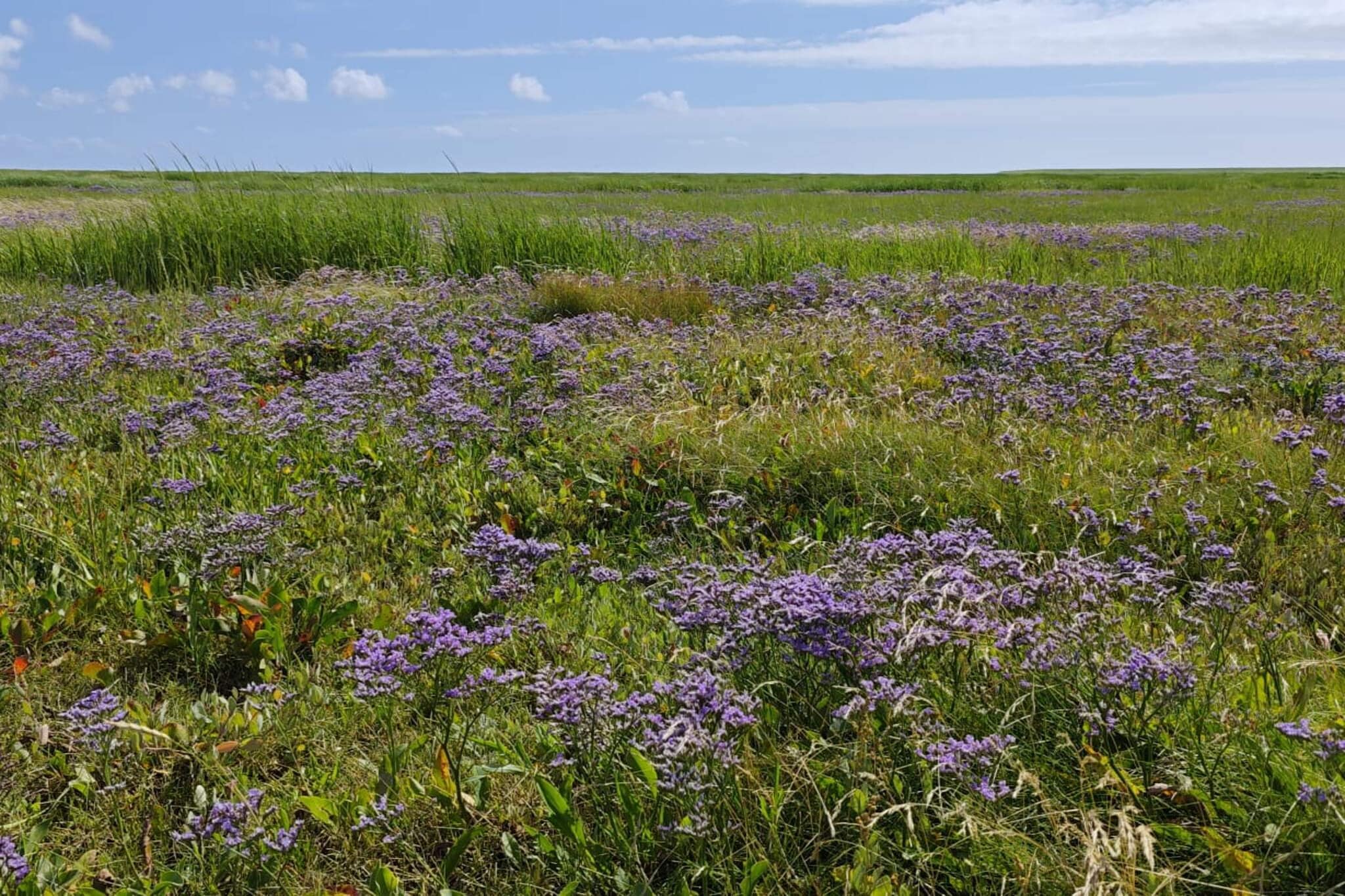 Maison de vacances pour 4 a Bramming-By Traum-Non tagué