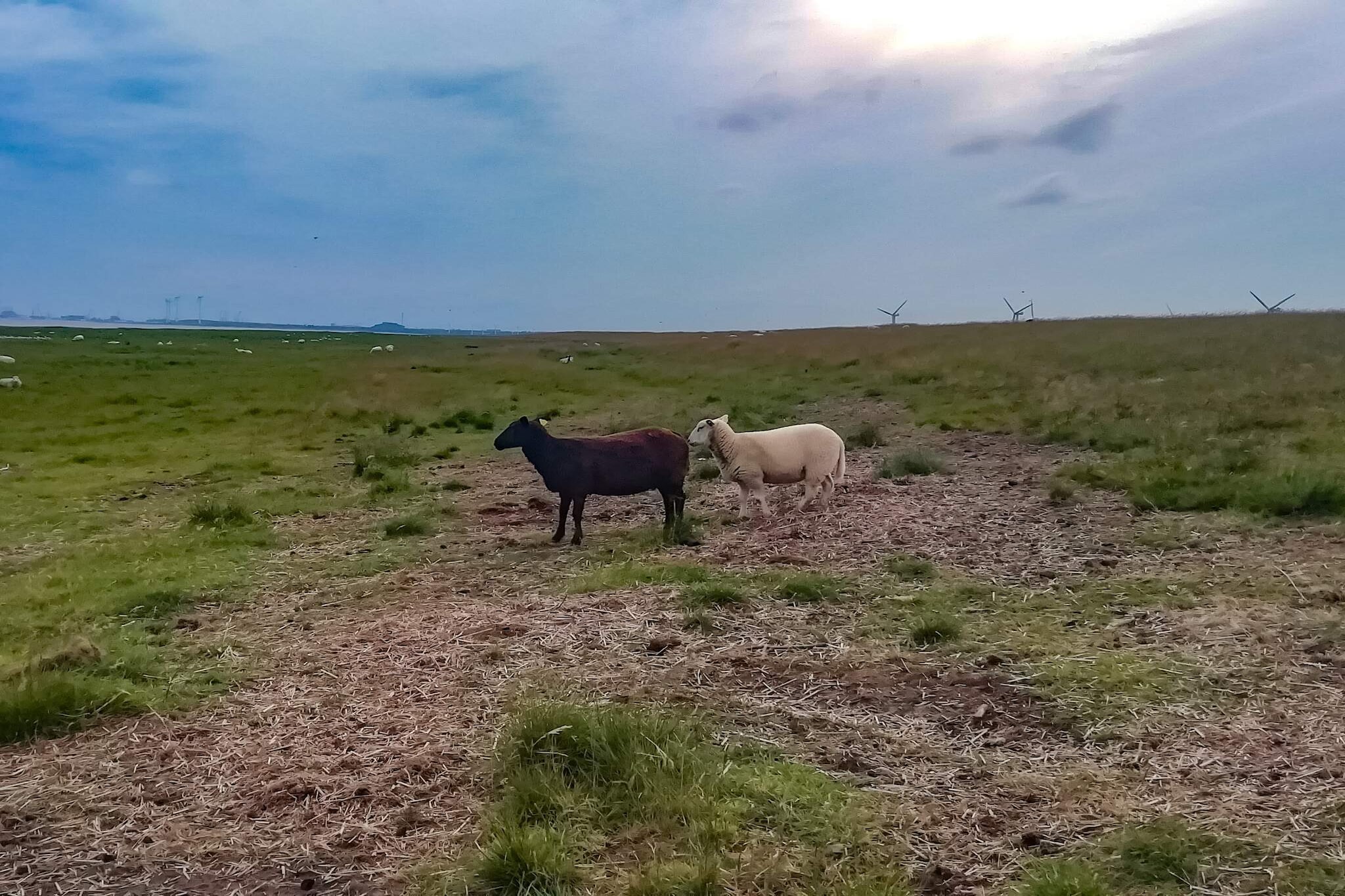 Maison de vacances pour 4 a Bramming-By Traum-Non tagué