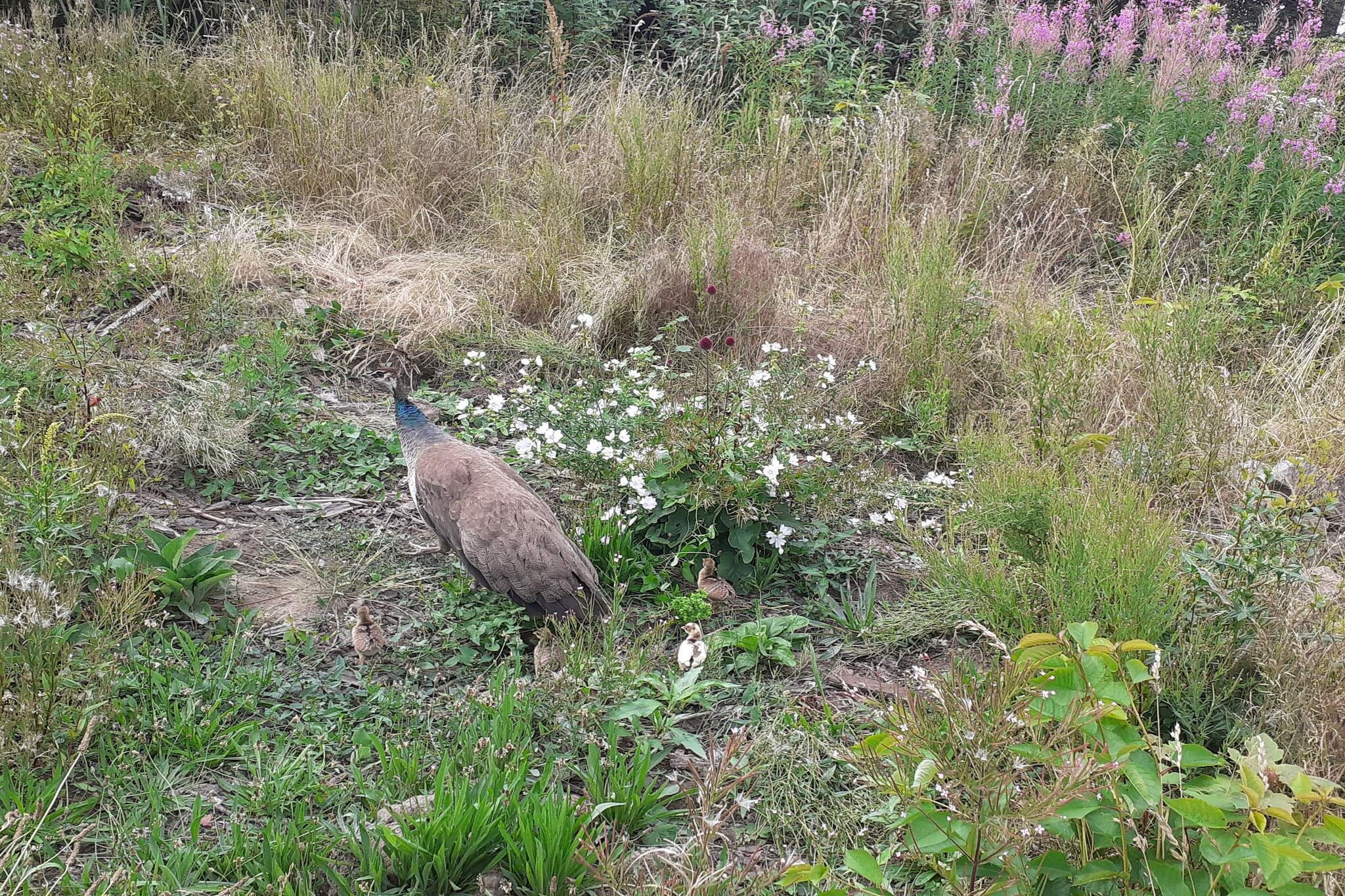 Zeezicht Idylle in Svaneke -- By Traum Ferienwohnungen-Niet-getagd
