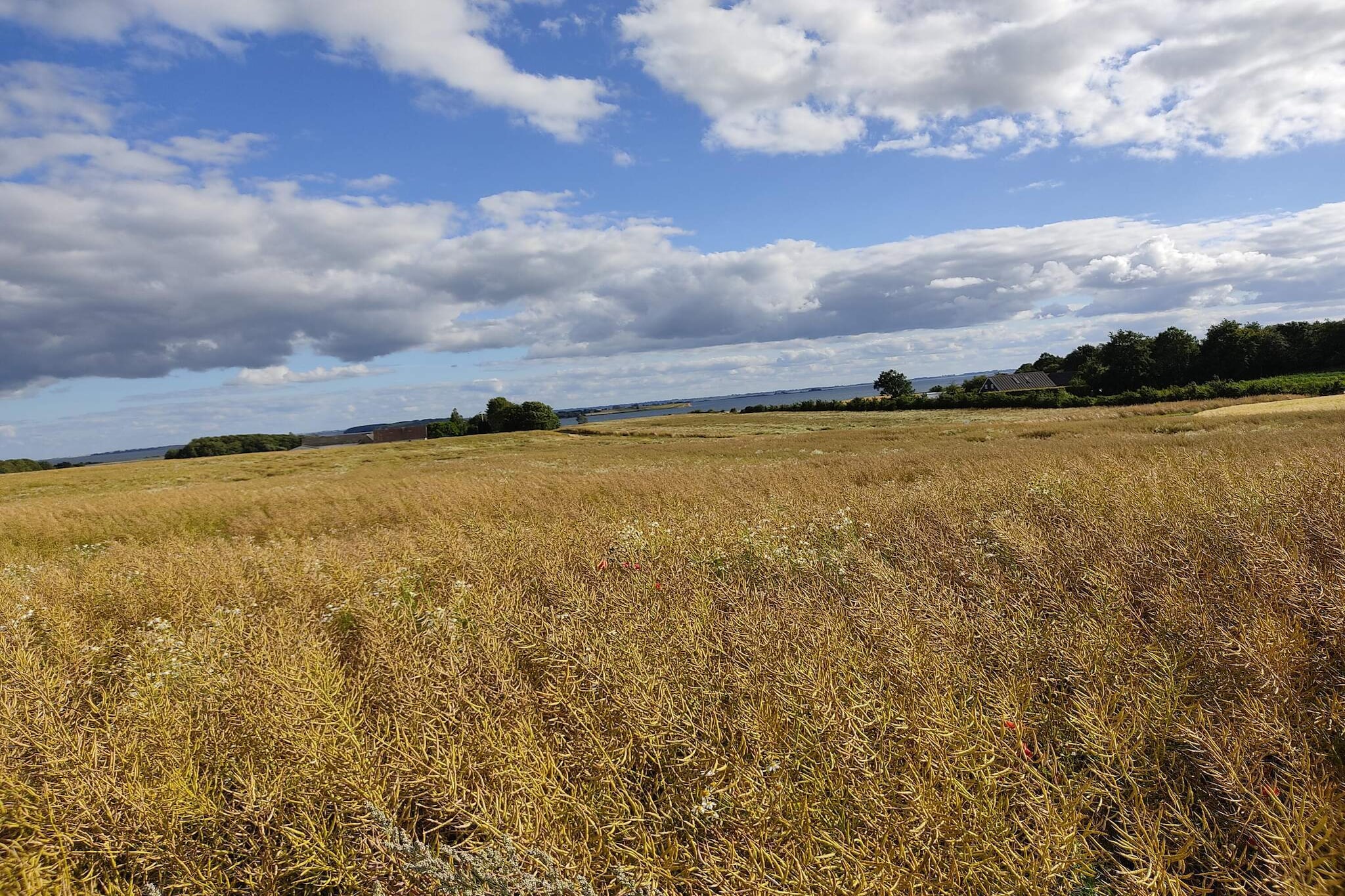Internet Access DSL, Living room(double folding bed), open kitchen(cooker(electric), hood, coffee machine, microwave, dishwasher, fridge-freezer, tumble dryer, washing machine), Living/bed room(TV(cable), DVD player, video, radio, high chair, chromecast), bedroom(double bed, cot), bedroom(double bed), bedroom(double bed), bedroom(double bed), bathroom(floor heating)(bathtub or shower, washbasin, toilet), bathroom(floor heating)(bathtub or shower, washbasin, toilet), Bubble bath(indoor, heated, 2 persons), sauna(indoor, heated, 4 persons), heating(electric), terrace, BBQ, play equipment