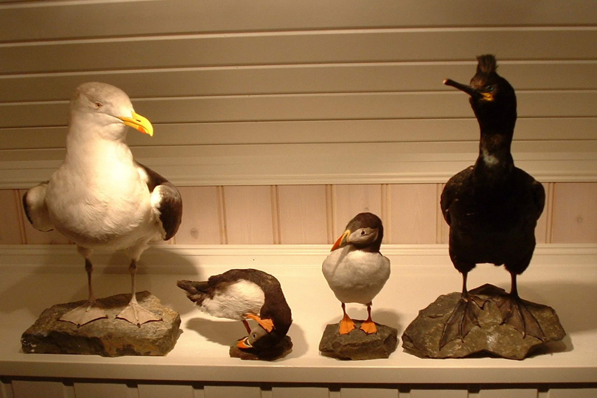 38507-SJØSTJERNEN - Innenbereich
