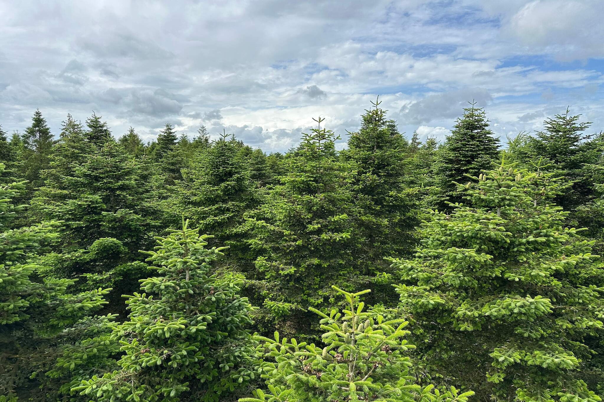 4 person holiday home in Hovborg-By Traum-Untagged