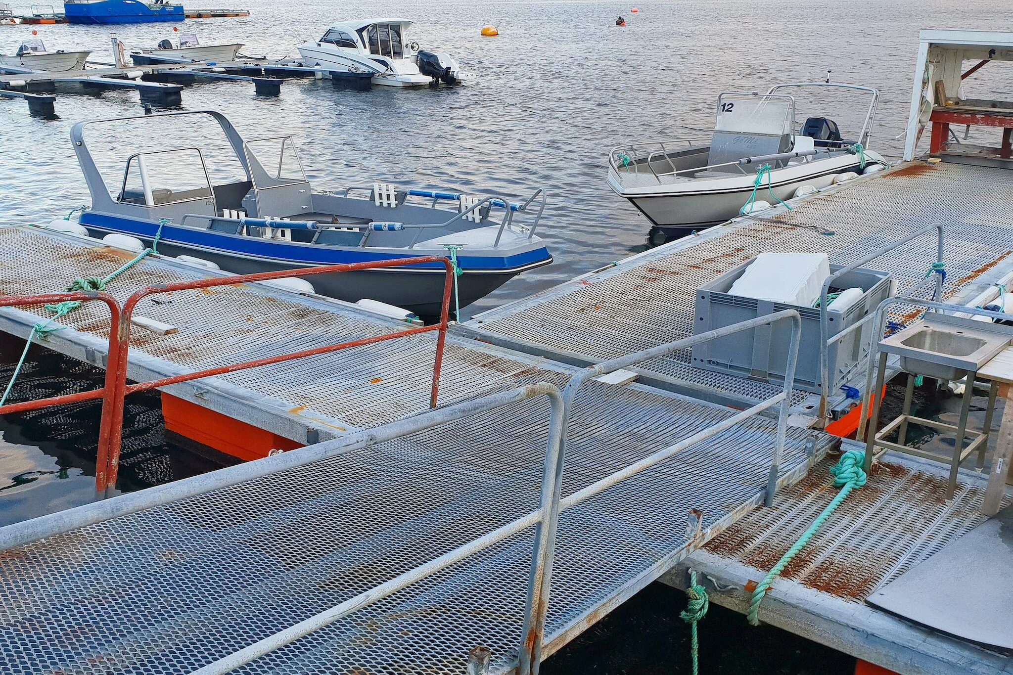 40680 - HAVGLØTT - Niet-getagd