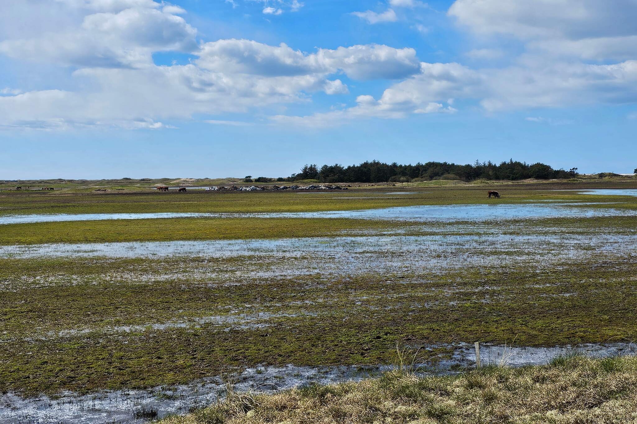 4 persoons vakantie huis in Fanø-By Traum-Niet-getagd