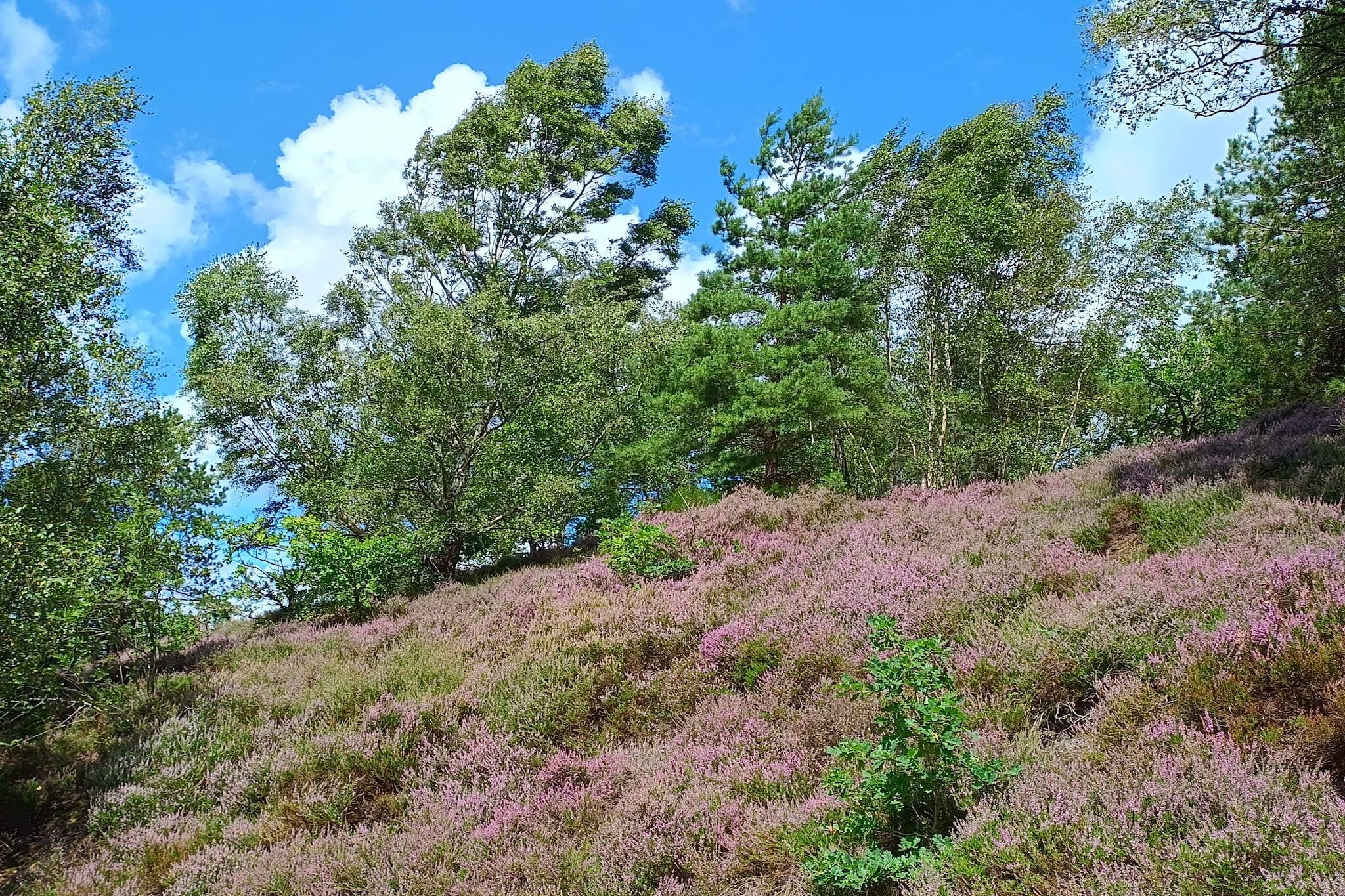 8 persoons vakantie huis in Gjern-By Traum-Niet-getagd