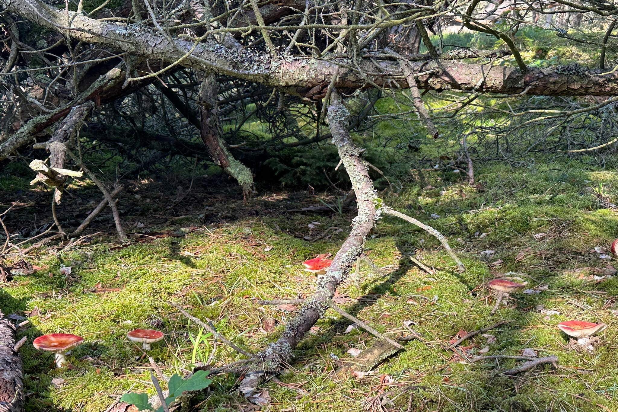 Luxe retraite in Liseleje -- By Traum Ferienwohnungen-Niet-getagd