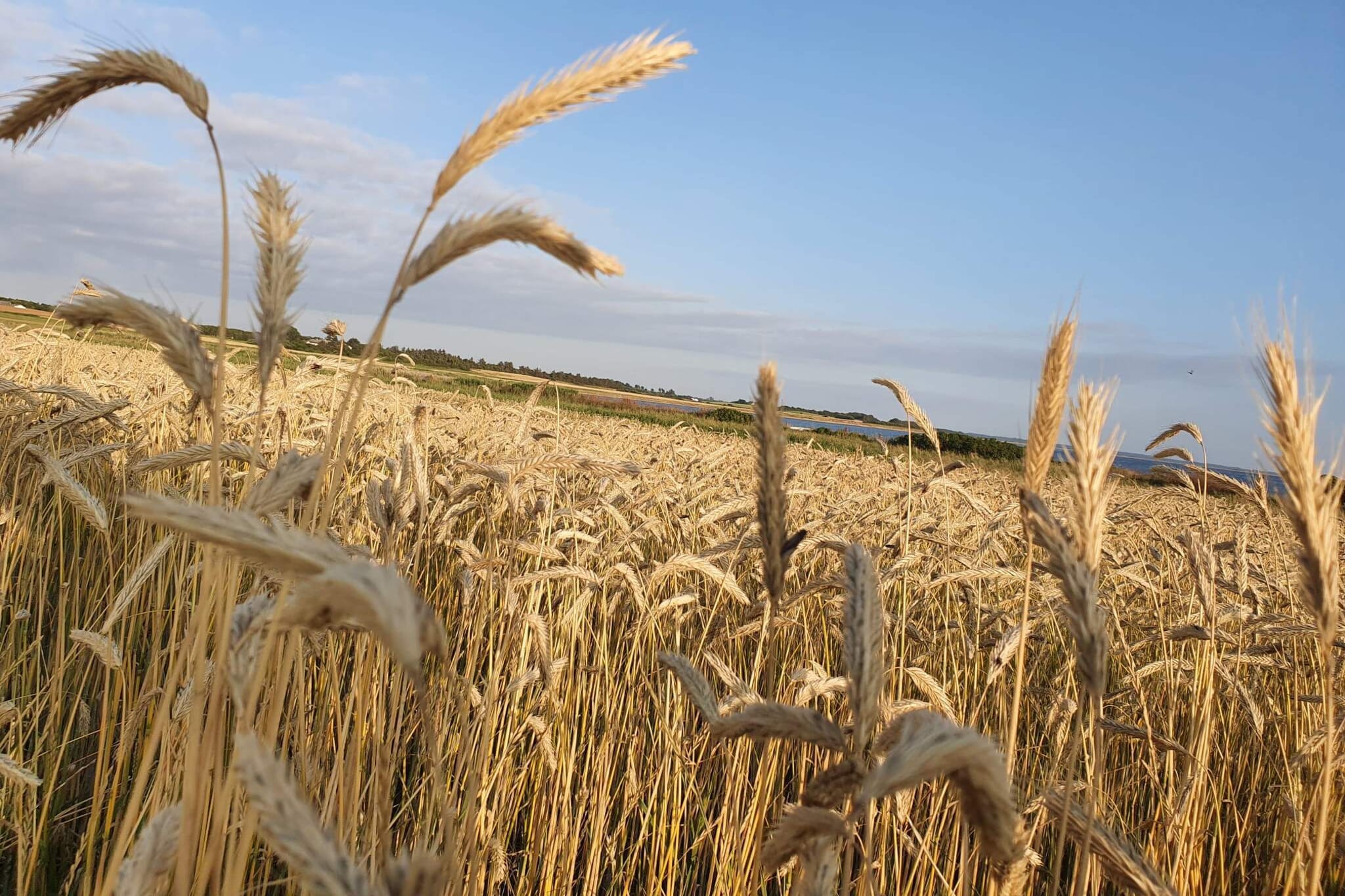 Maison de vacances pour 19 a Løgstør-By Traum-Non tagué