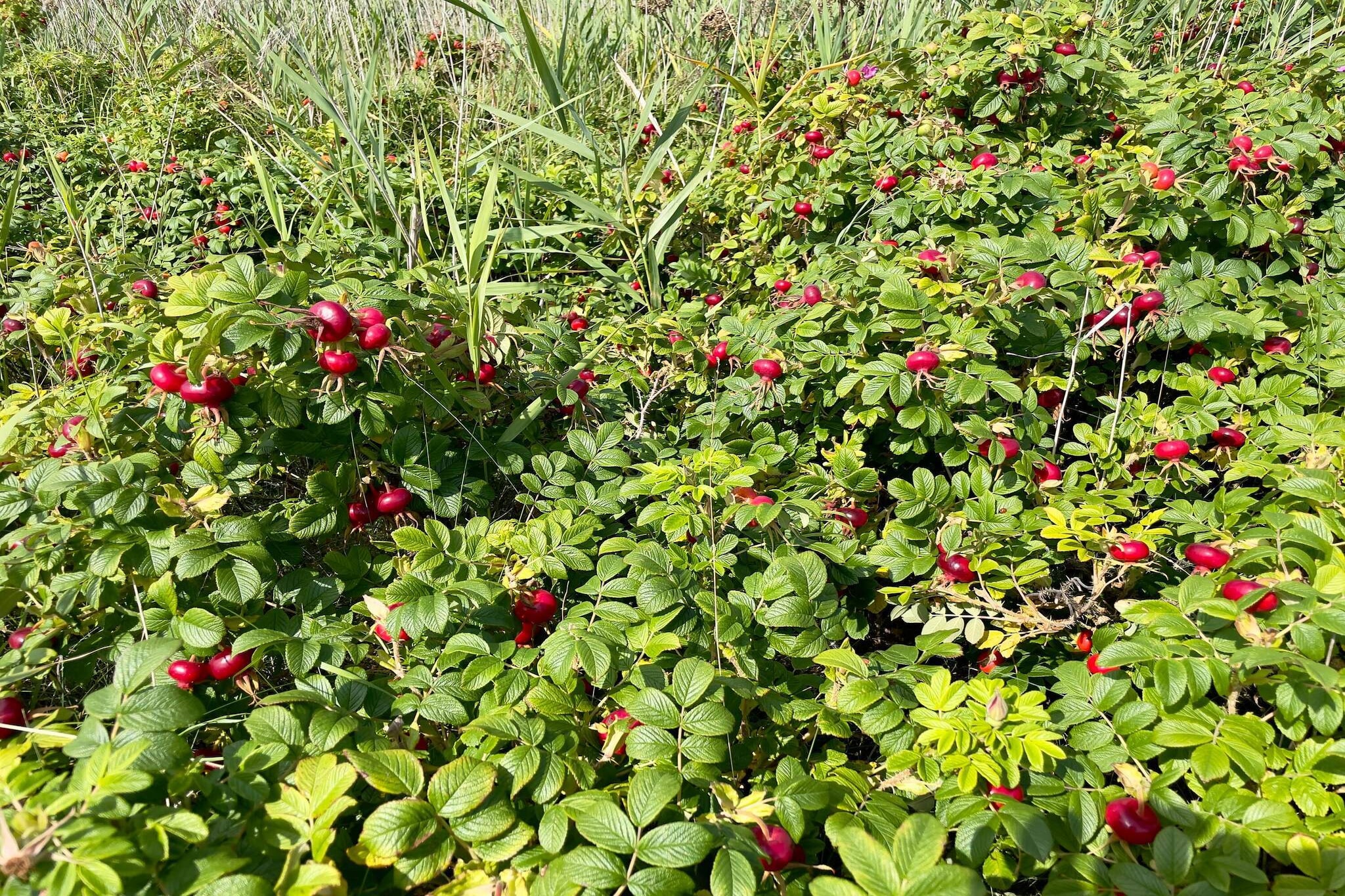 4 persoons vakantie huis in Juelsminde-By Traum