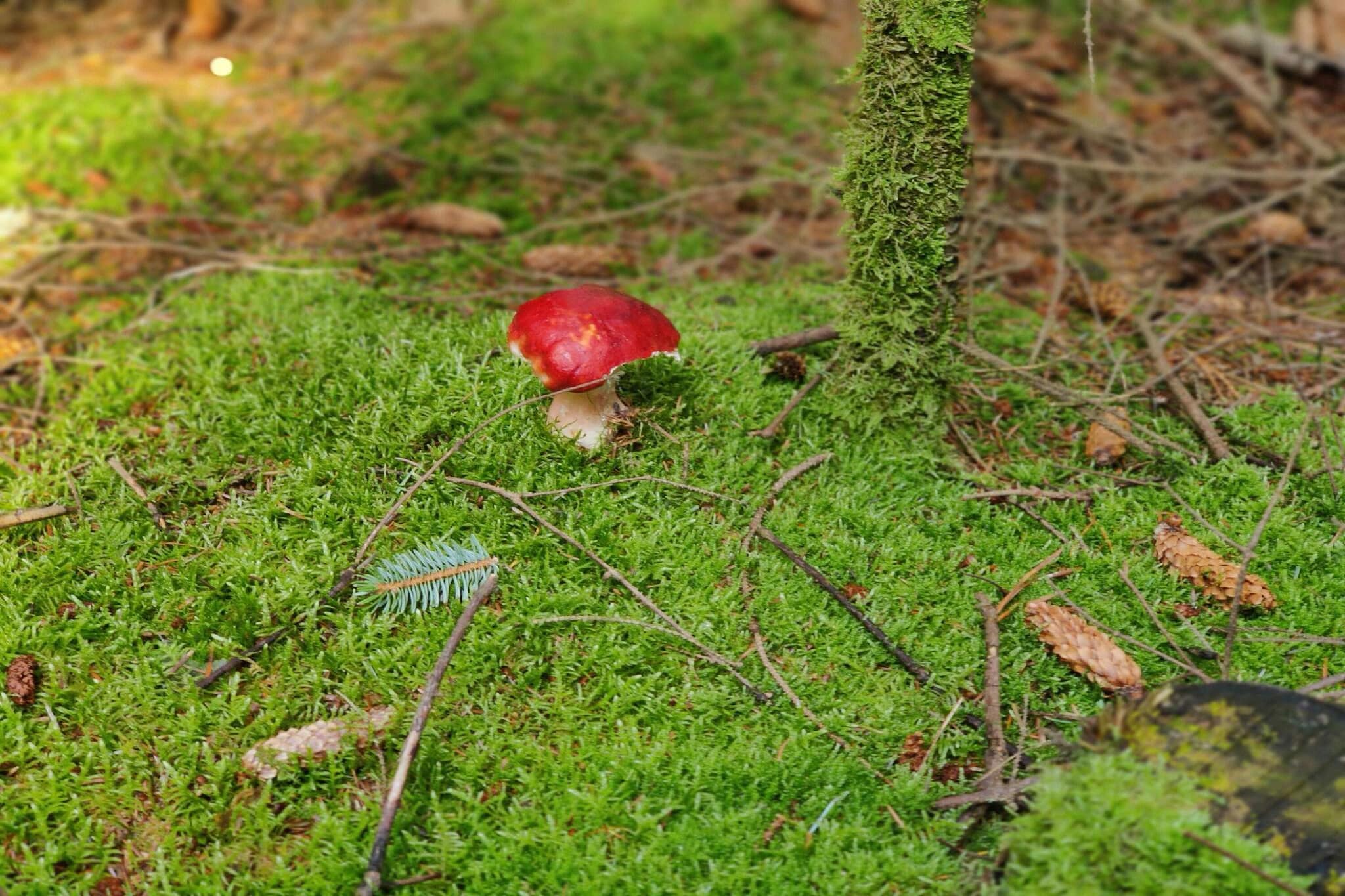 Rustig toevluchtsoord in de natuur -- By Traum Ferienwohnungen-Niet-getagd