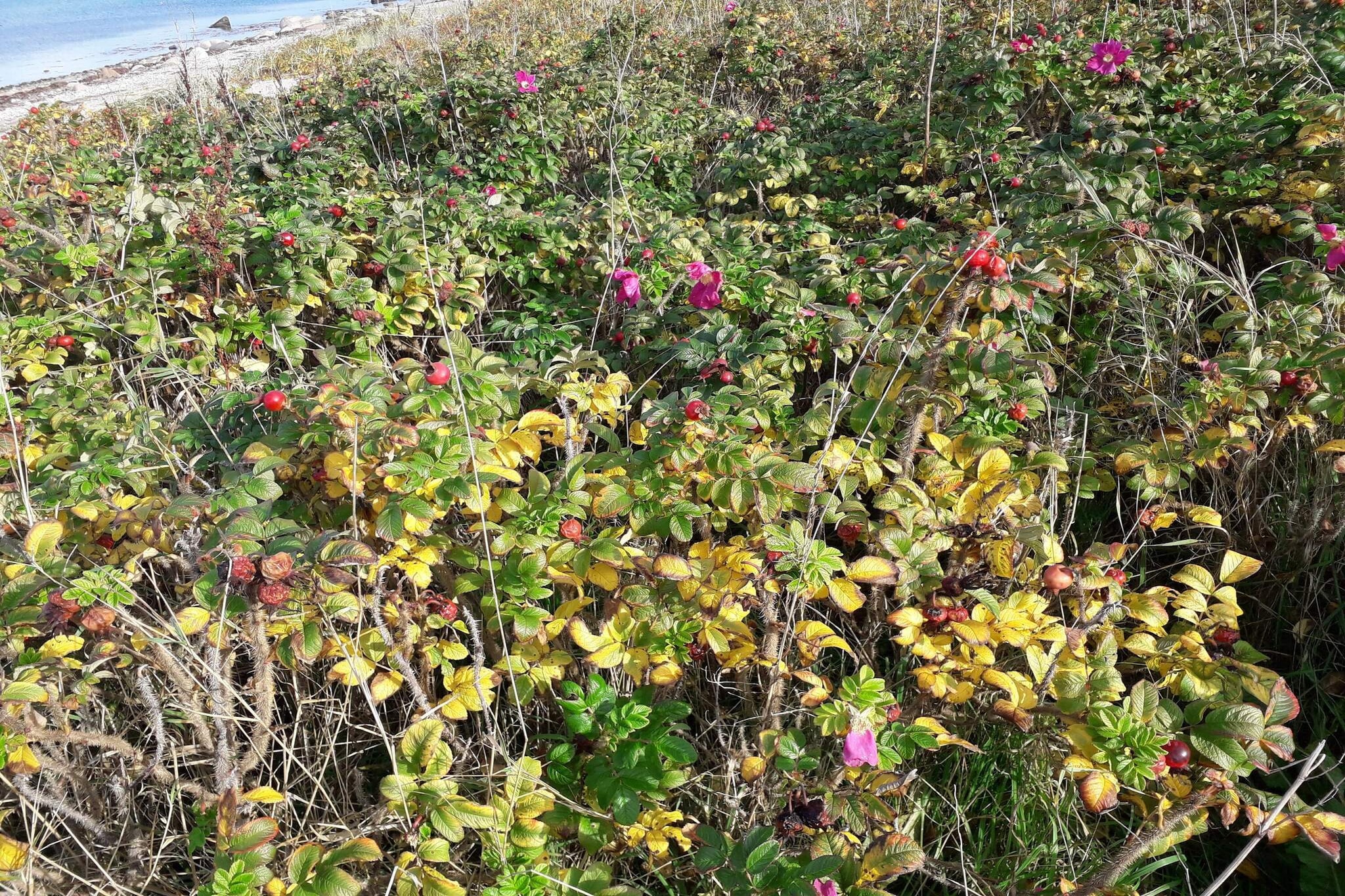 8 persoons vakantie huis in Asnæs-By Traum-Niet-getagd