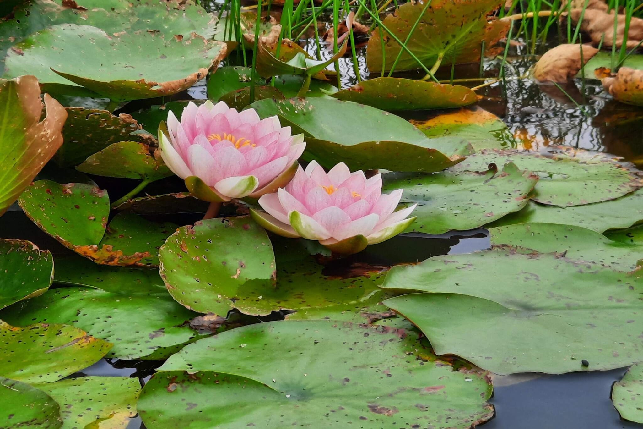 Luxe retraite met zwembad -- By Traum Ferienwohnungen-Niet-getagd