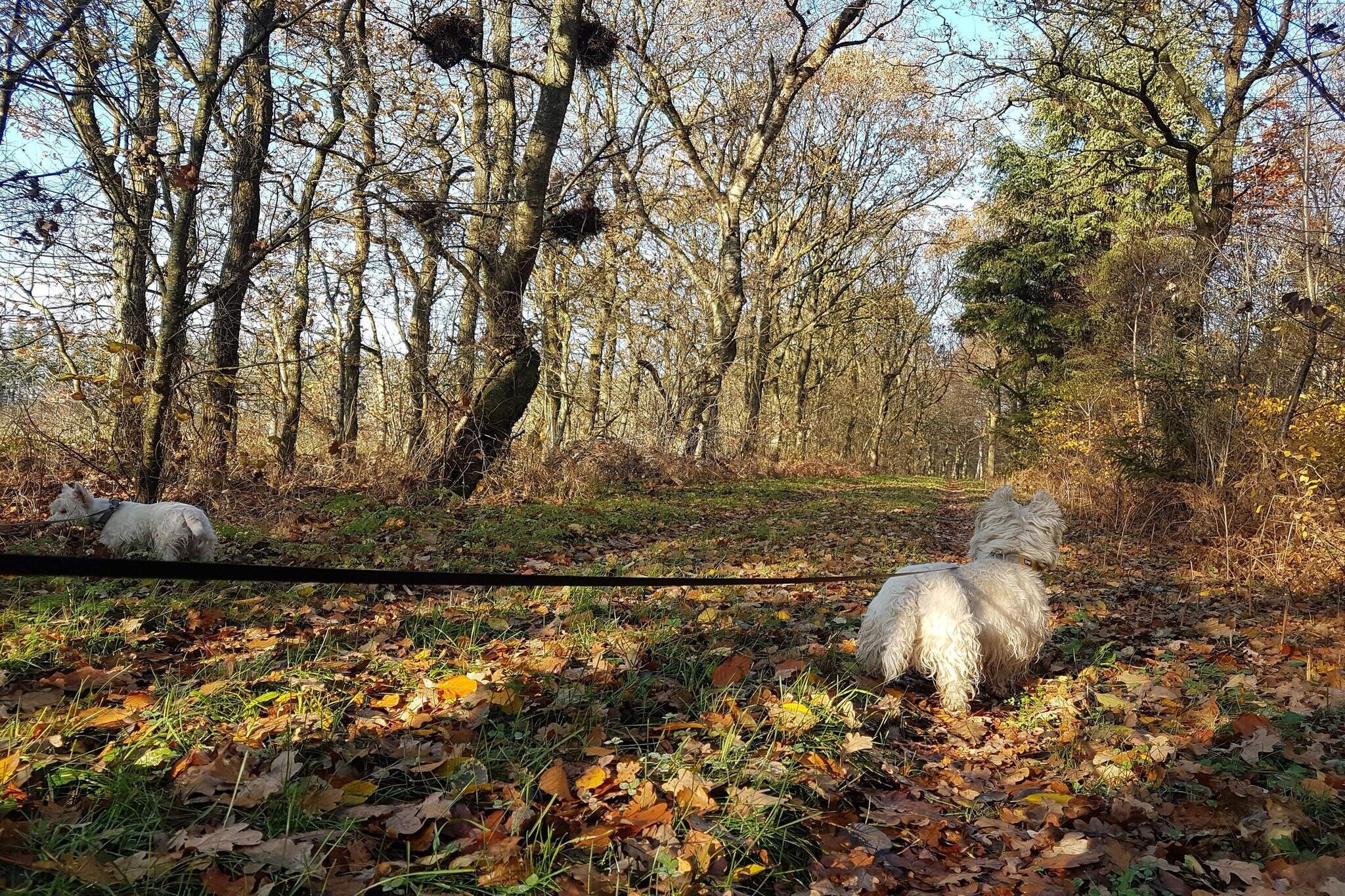 Maison de vacances pour 4 a Toftlund-By Traum-Non tagué
