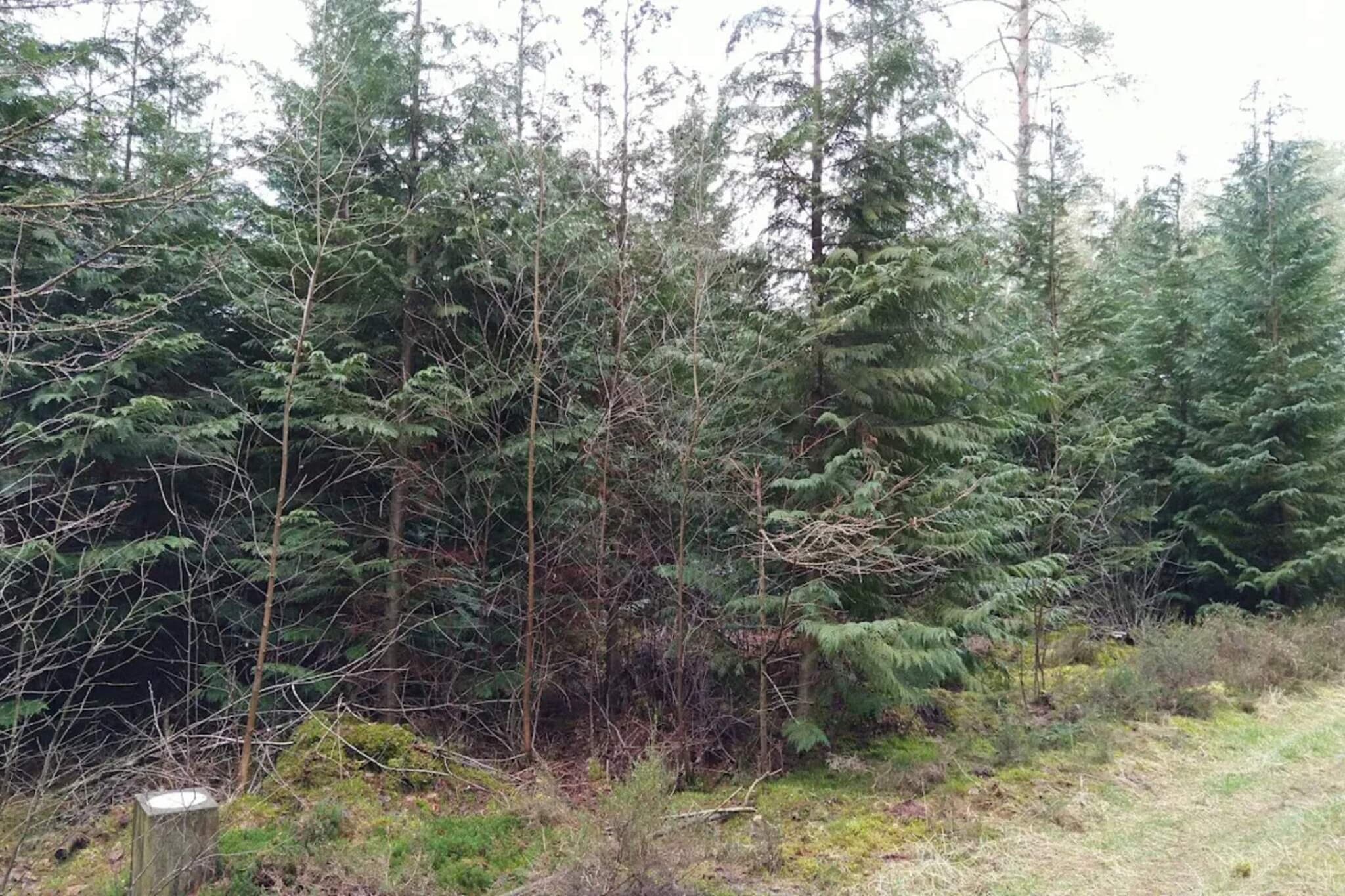 Internet Access DSL, open kitchen(cooker(electric), hood, coffee machine, microwave, dishwasher, fridge(+ freezer), washing machine), Living/bed room(TV(cable, german television channels, danish TV channels (DR1 and TV2)), CD player, stereo unit), bedroom(double bed), bedroom(double bed), bedroom(double bed), bedroom(double bed), bathroom(floor heating)(bathtub or shower, washbasin, toilet), bathroom(bathtub or shower, washbasin, toilet), Bubble bath(indoor, heated, 3 persons), sauna(indoor, heated, 4 persons), heating(electric), terrace, BBQ, swimming pool(shared with other guests, indoor)