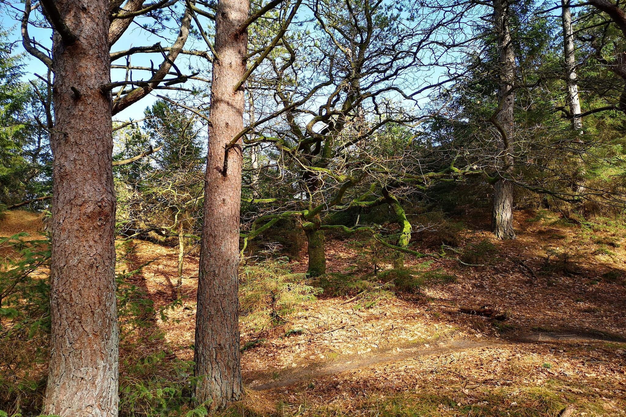6 persoons vakantie huis in Oksbøl-Niet-getagd