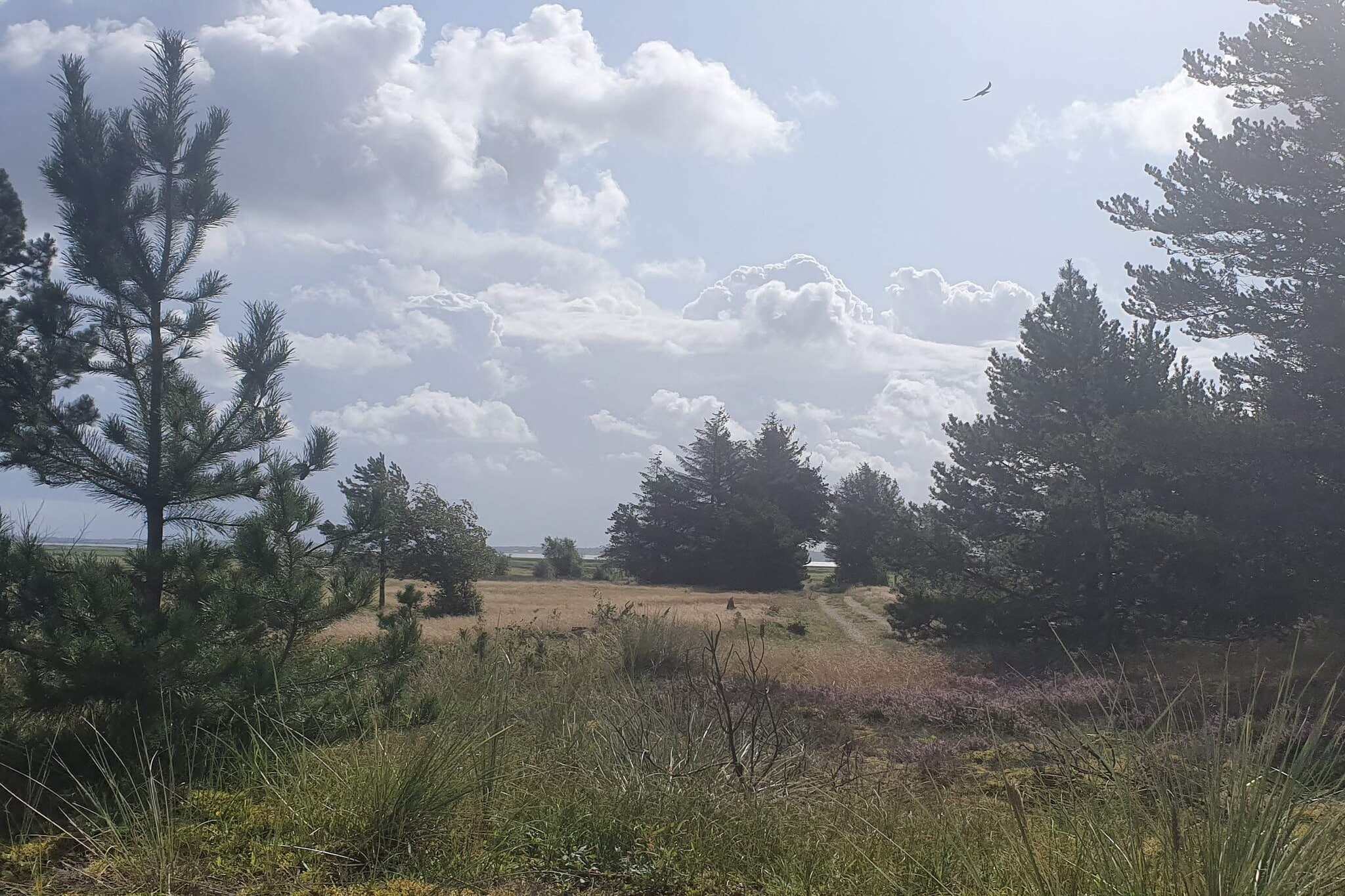 6 persoons vakantie huis in Oksbøl-Niet-getagd