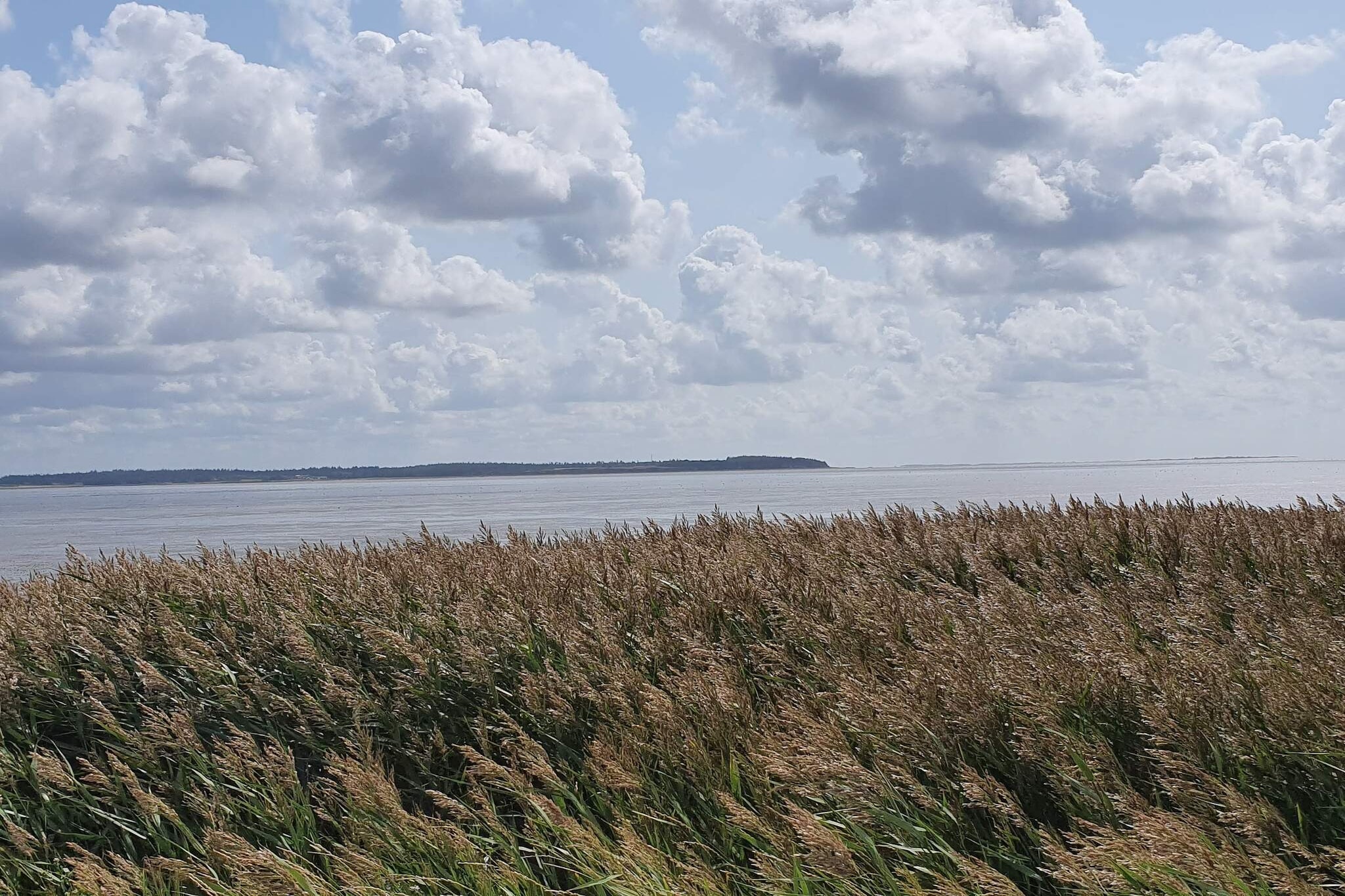 6 persoons vakantie huis in Oksbøl-Waterzicht