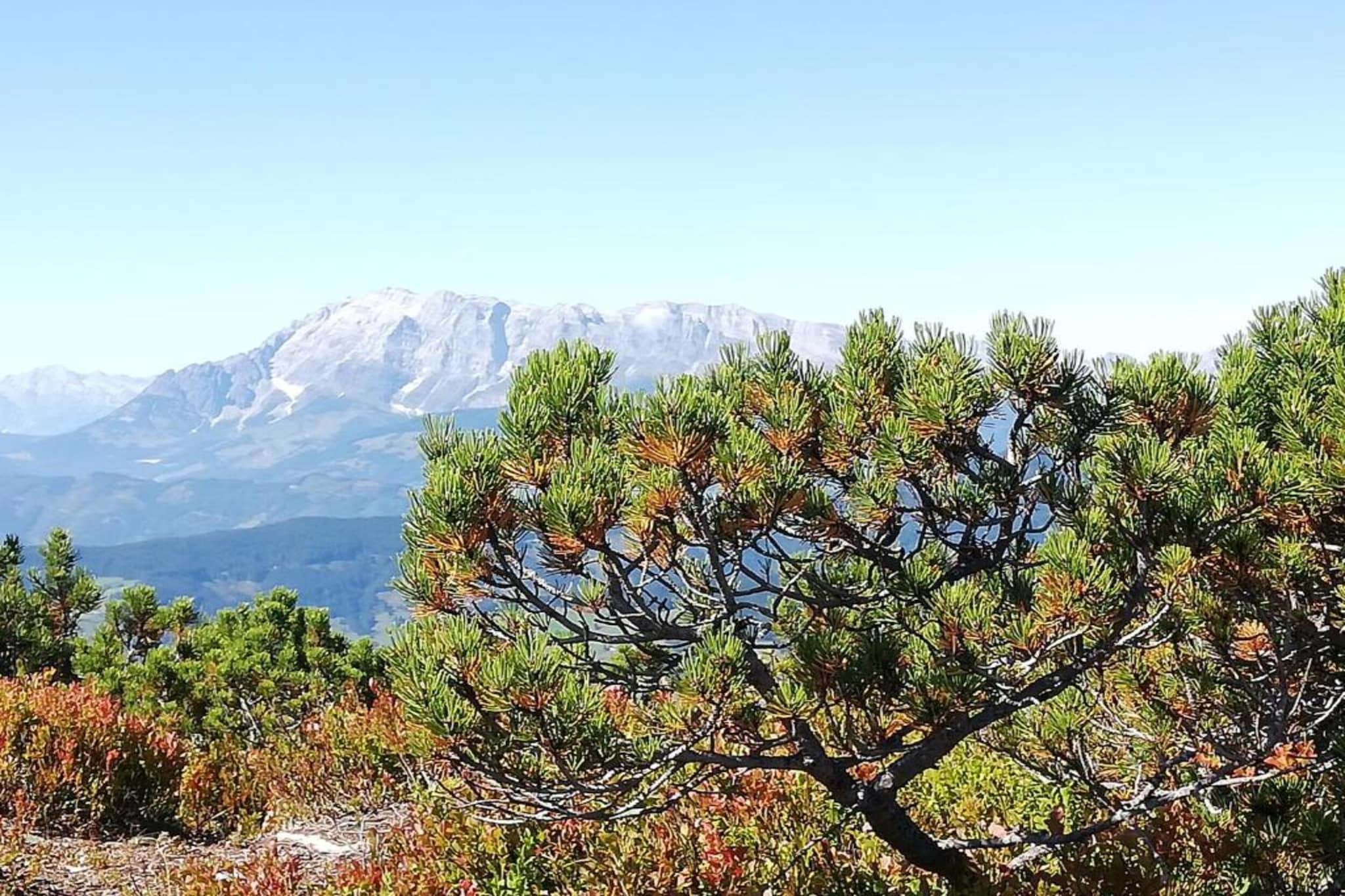 Oberkranzhof-Gebieden zomer 20km