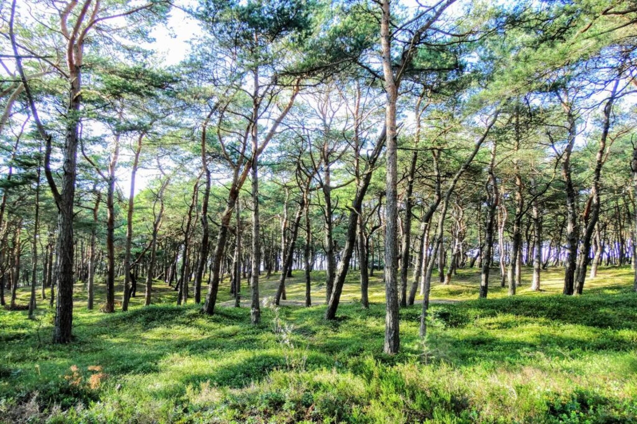 House among beautiful forests-Gebieden zomer 5km