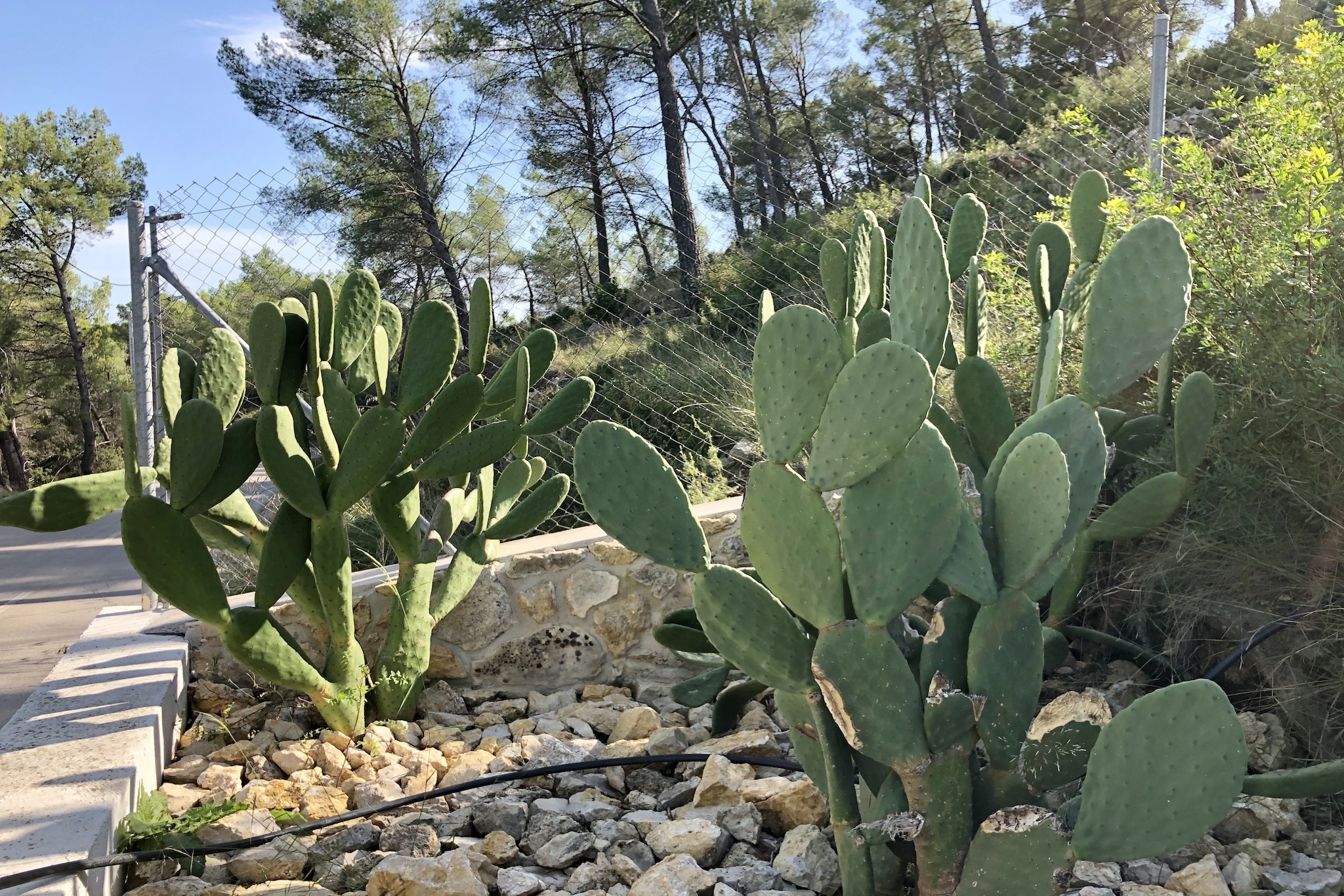 House Olivella-Tuinen zomer