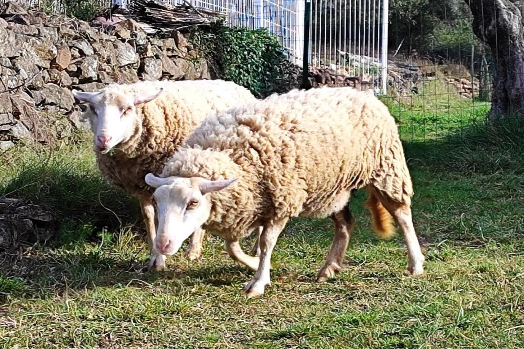 Mirabeau-Gebieden zomer 1km
