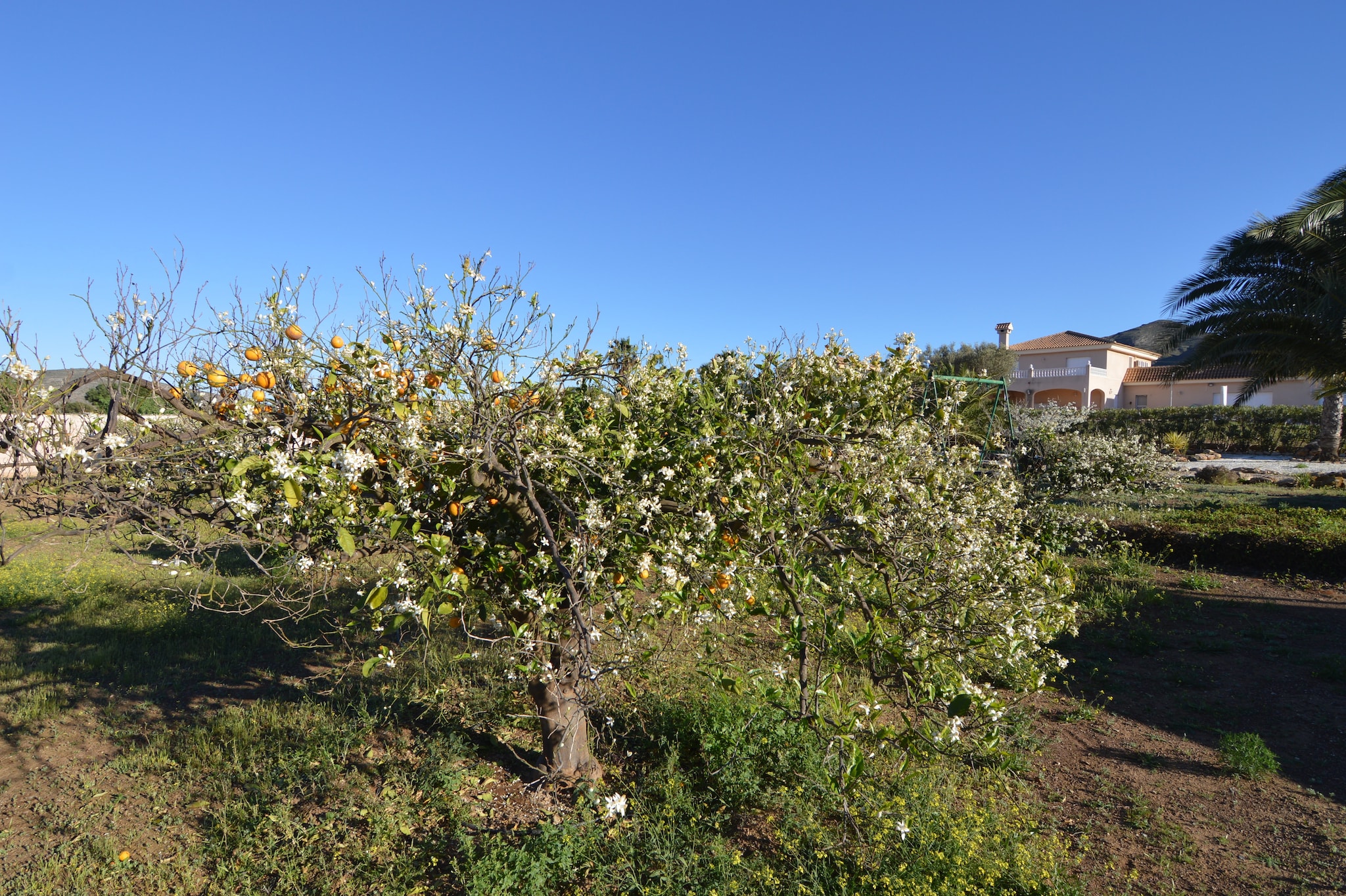 Finca Los Niños - Tuinen zomer