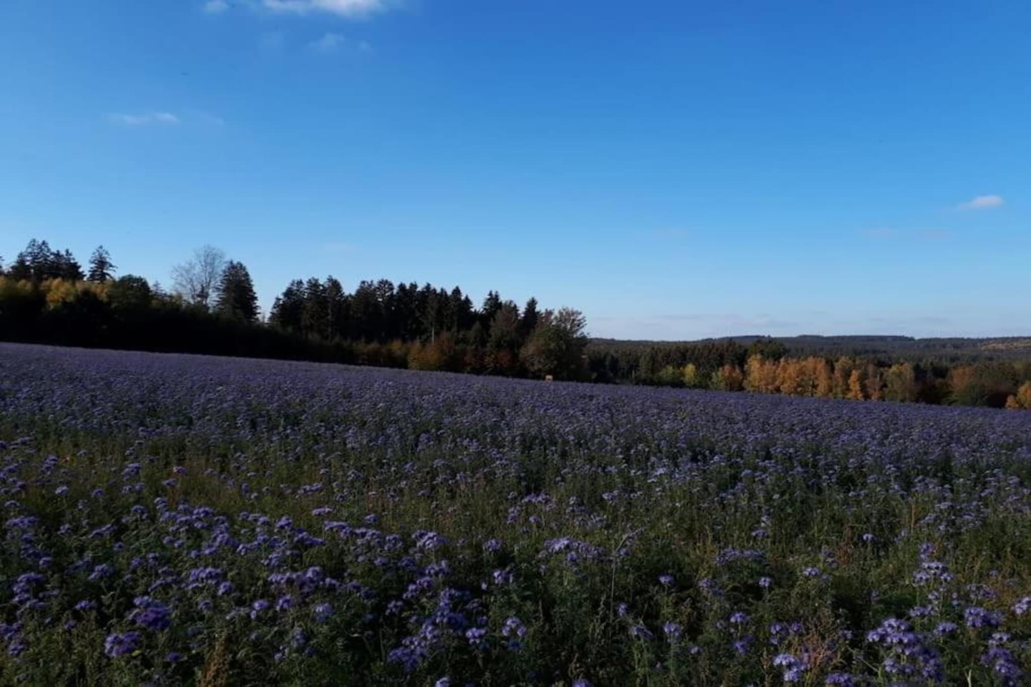 Im Erzgebirge-Gebieden zomer 20km