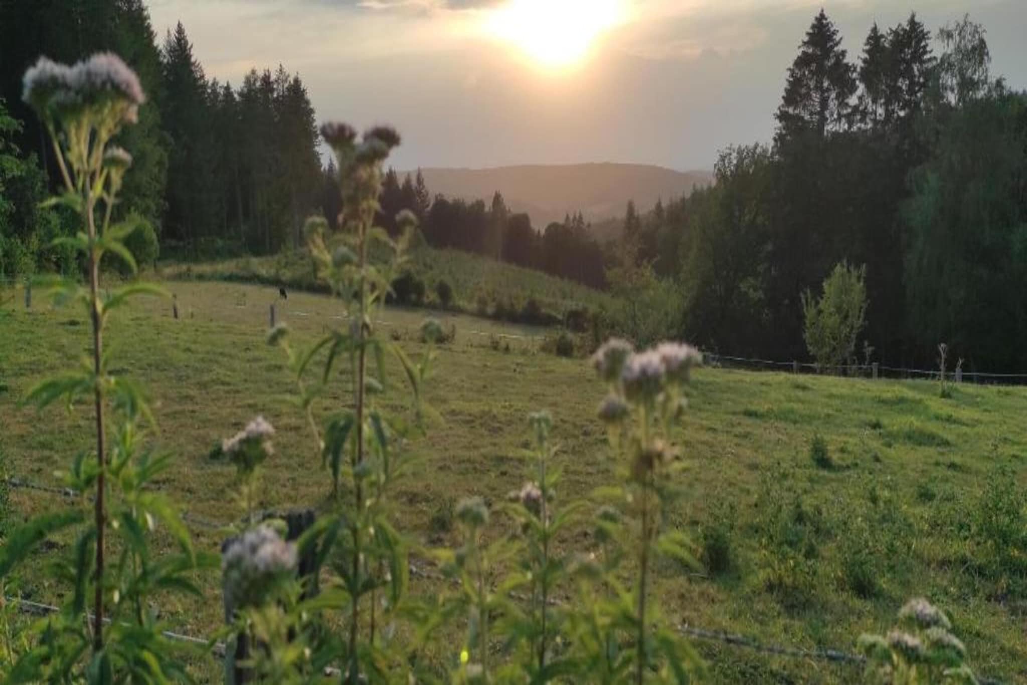 Les Genets-Areas summer 20km