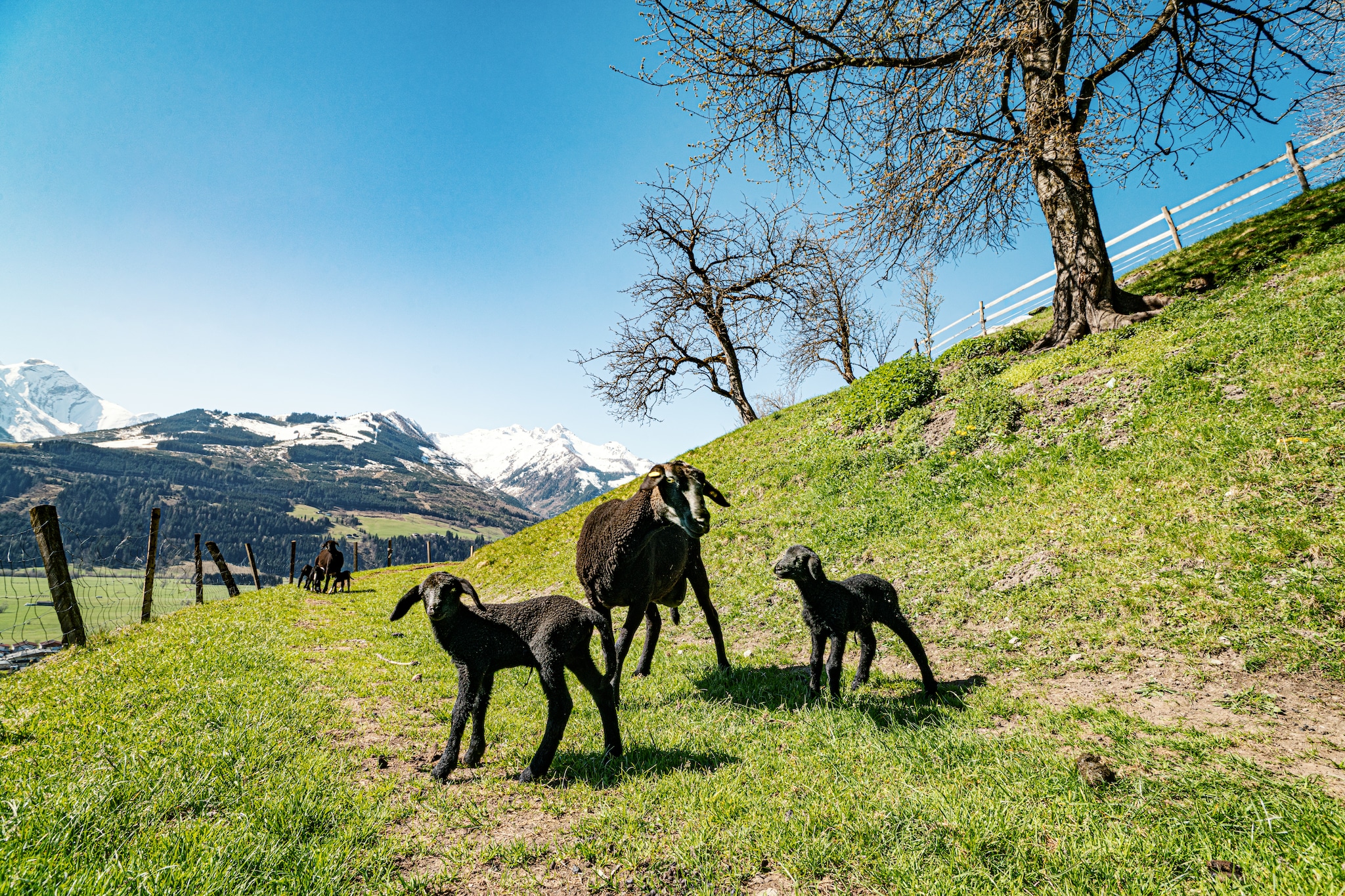 Green Garden Lodge A3 Walchen/Kaprun - Gebieden zomer 20km