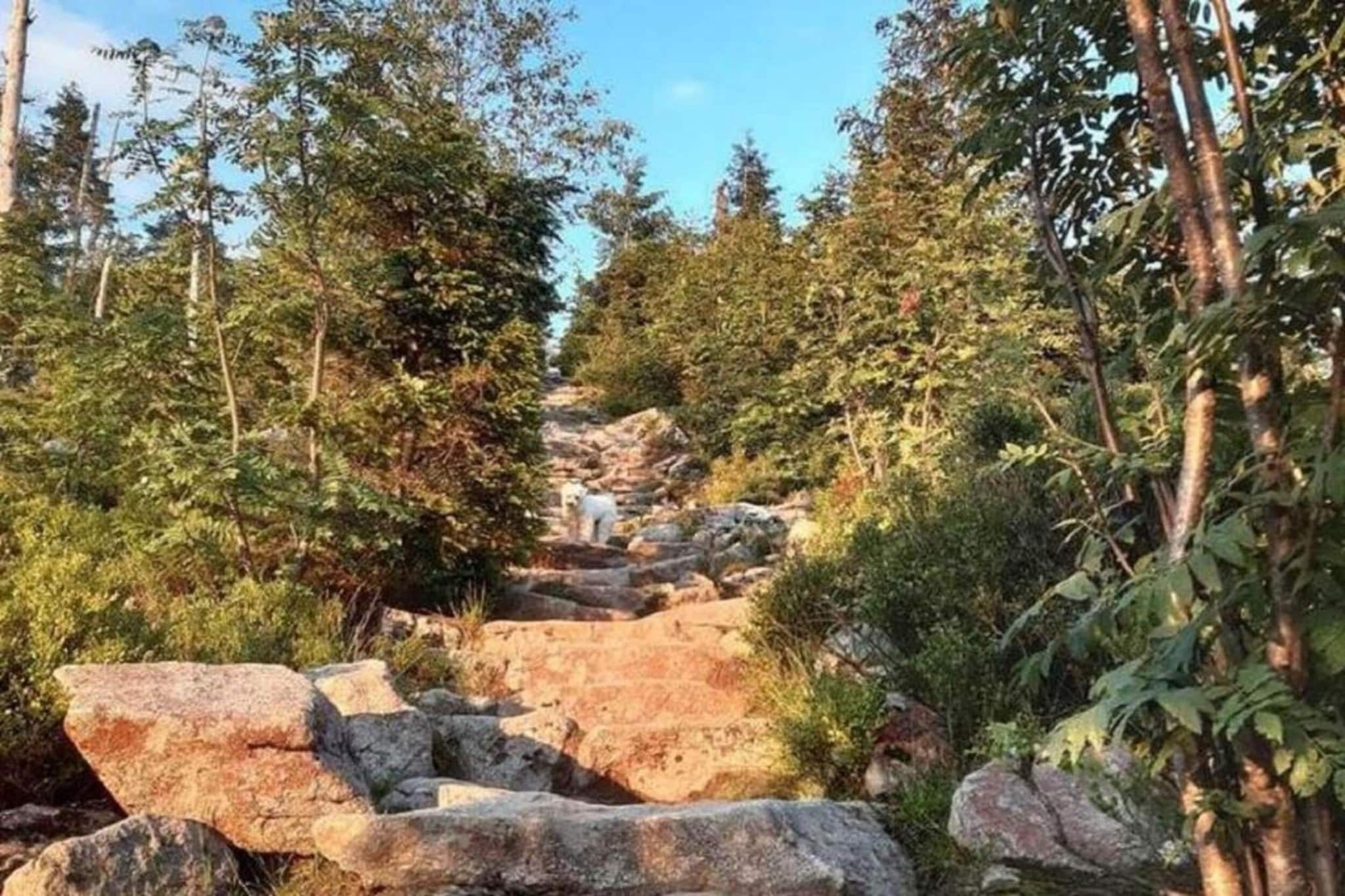 Im Bayerischen Wald-Gebieden zomer 20km